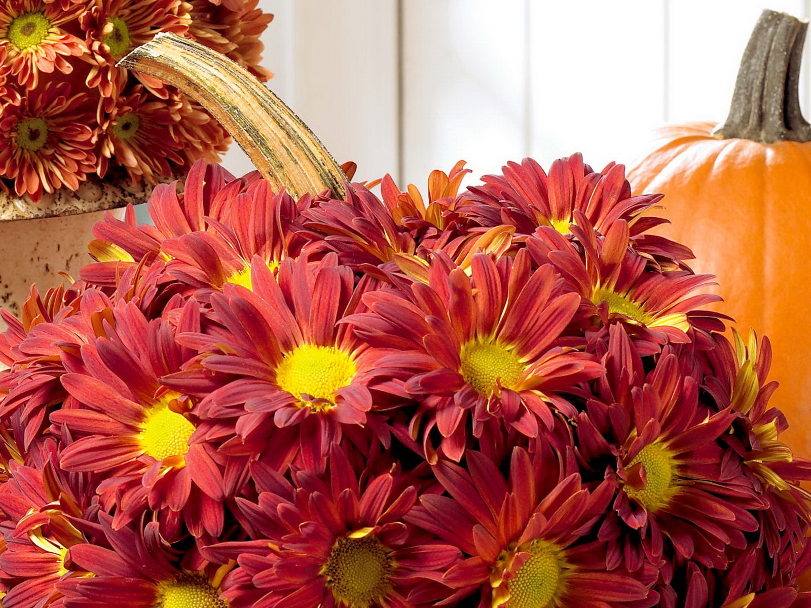 Хризантемы