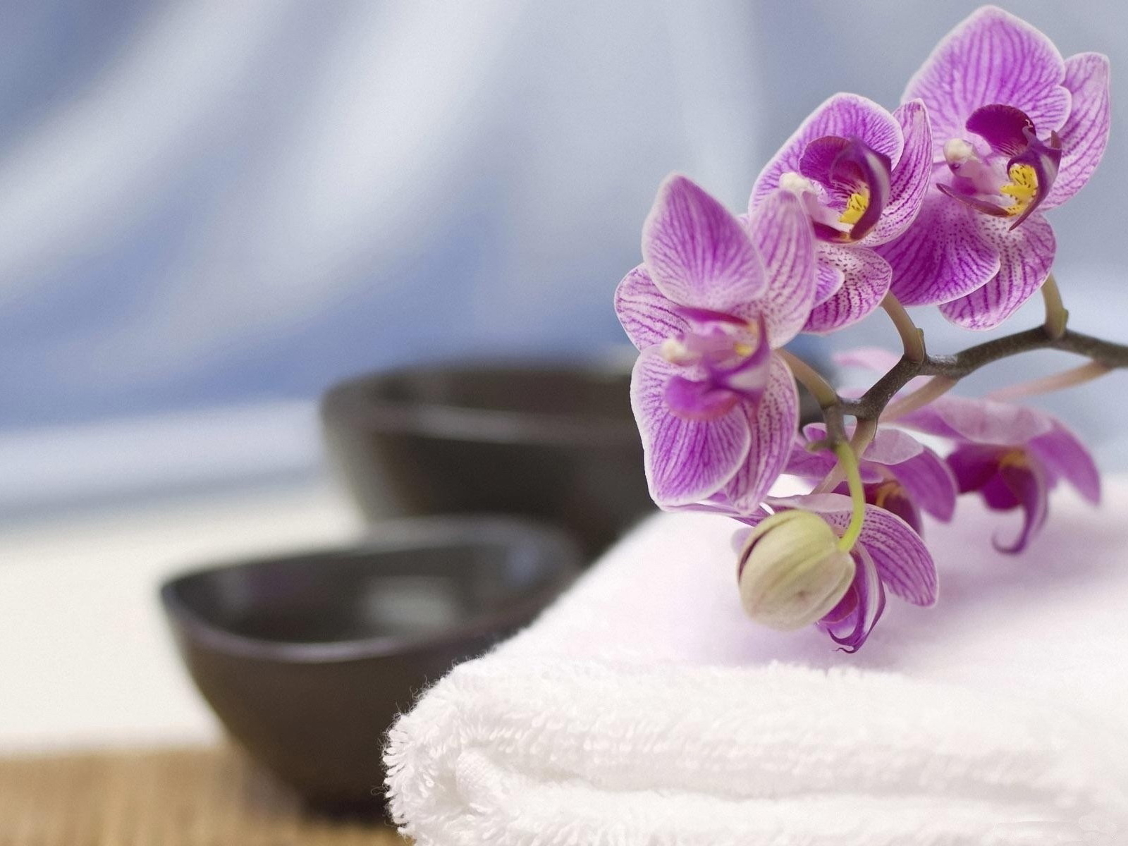 Веточка орхидеи