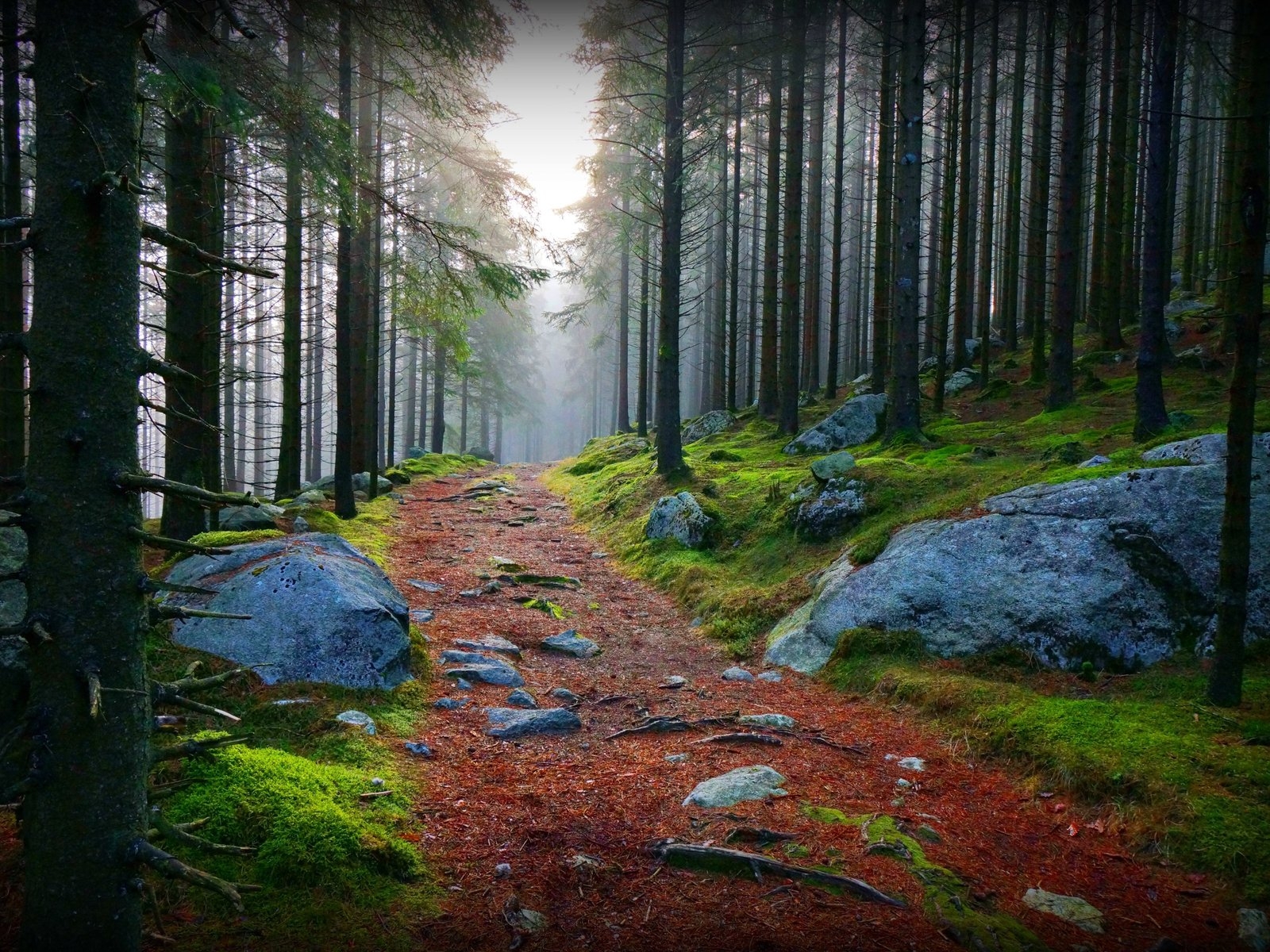 Лесная тропинка