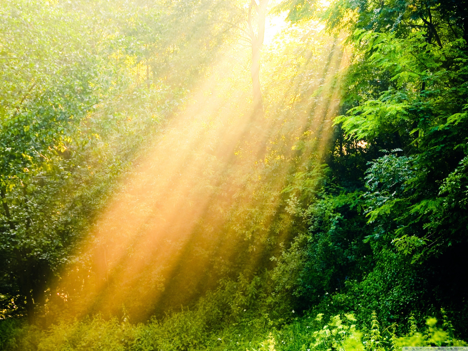 Лучи солнца в лесу