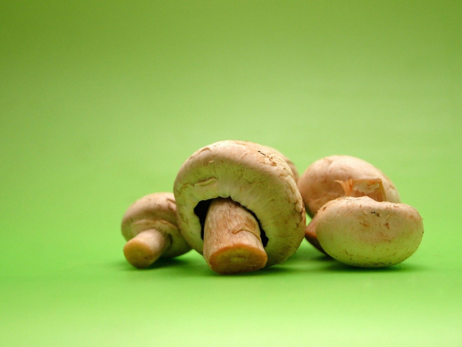 Грибы на зеленом фоне