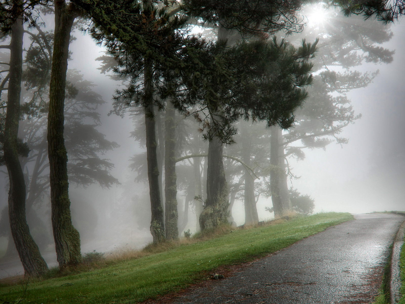 Парк в тумане