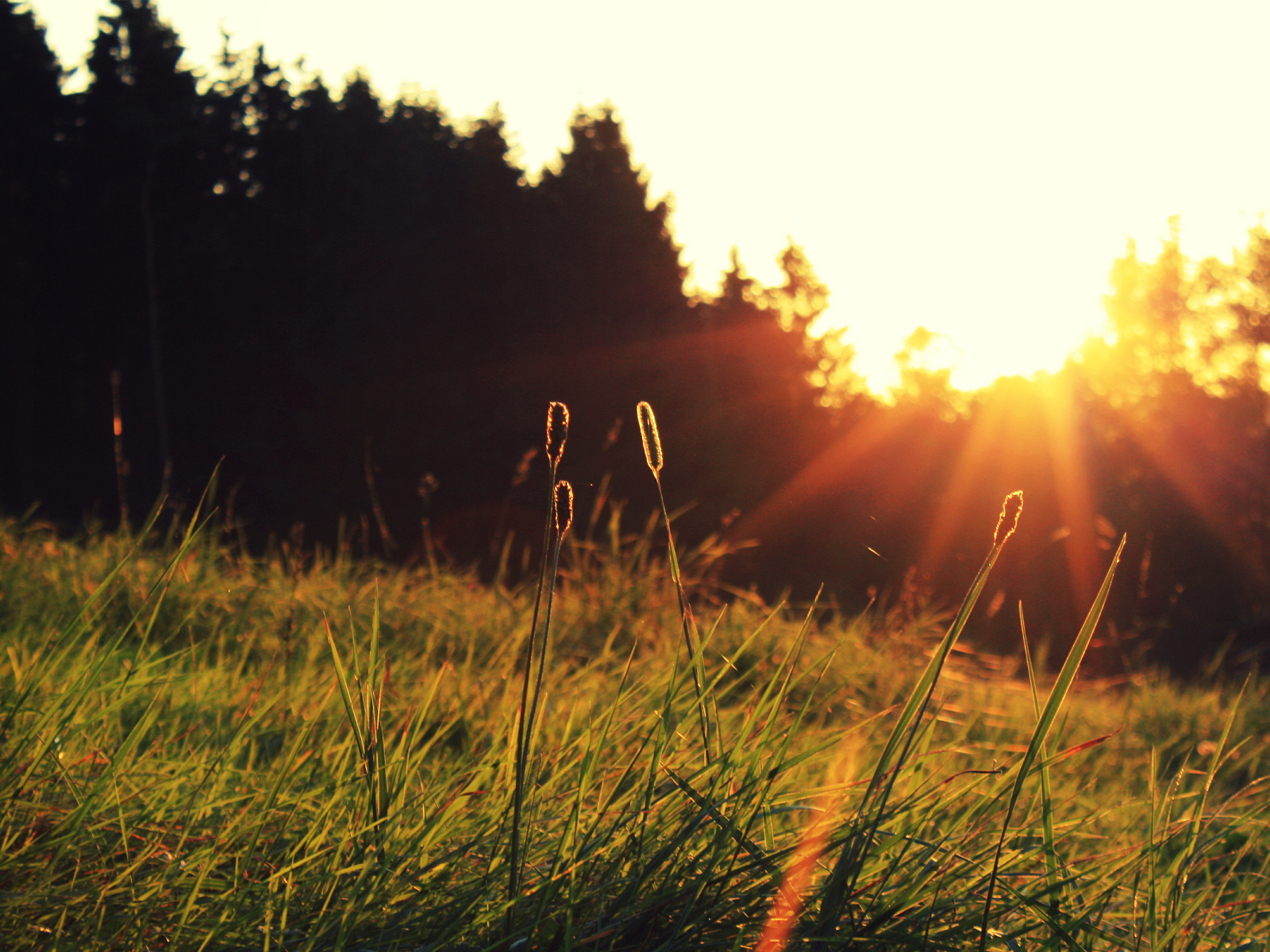 Трава на солнце