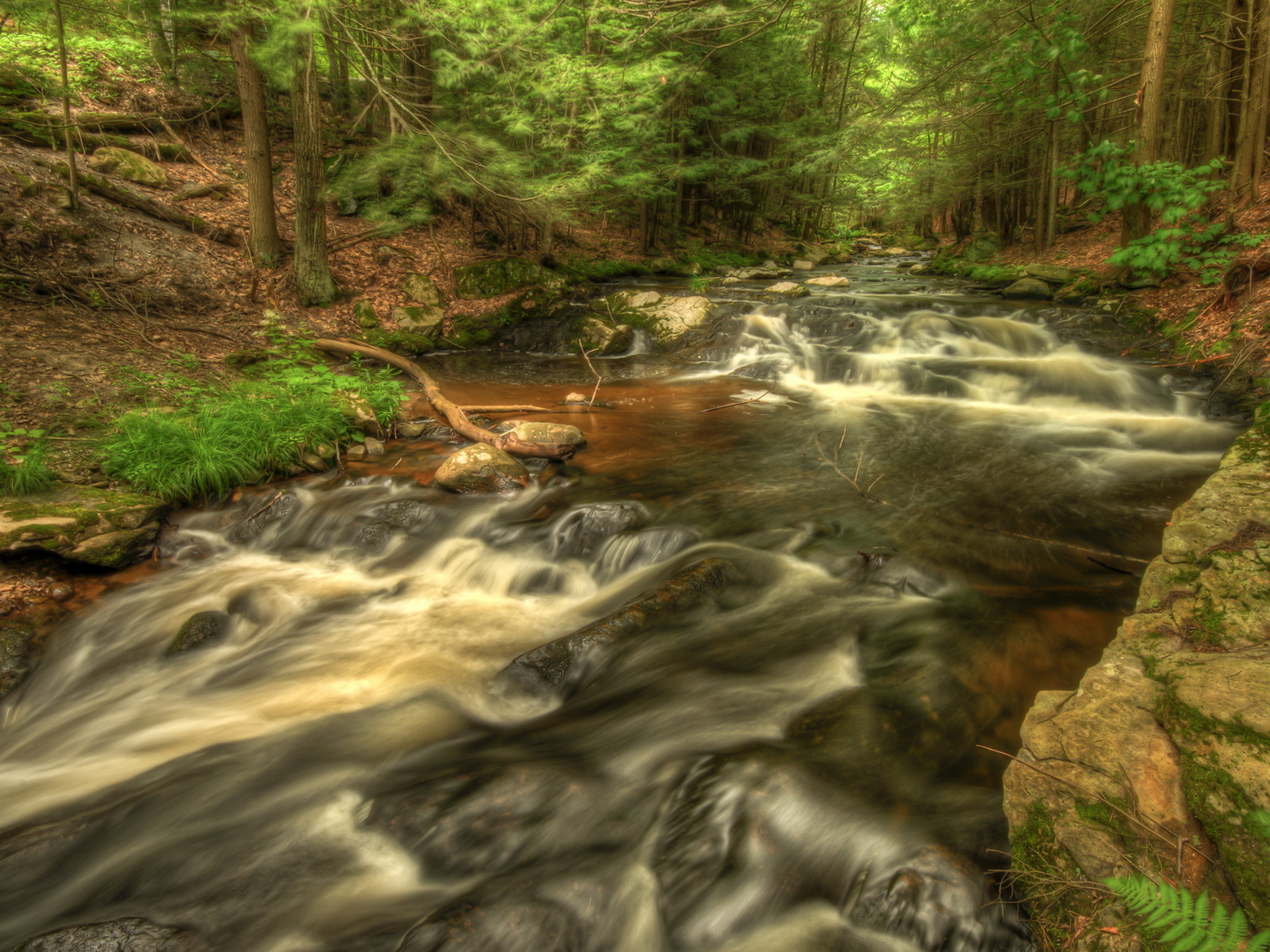 Речка в лесу