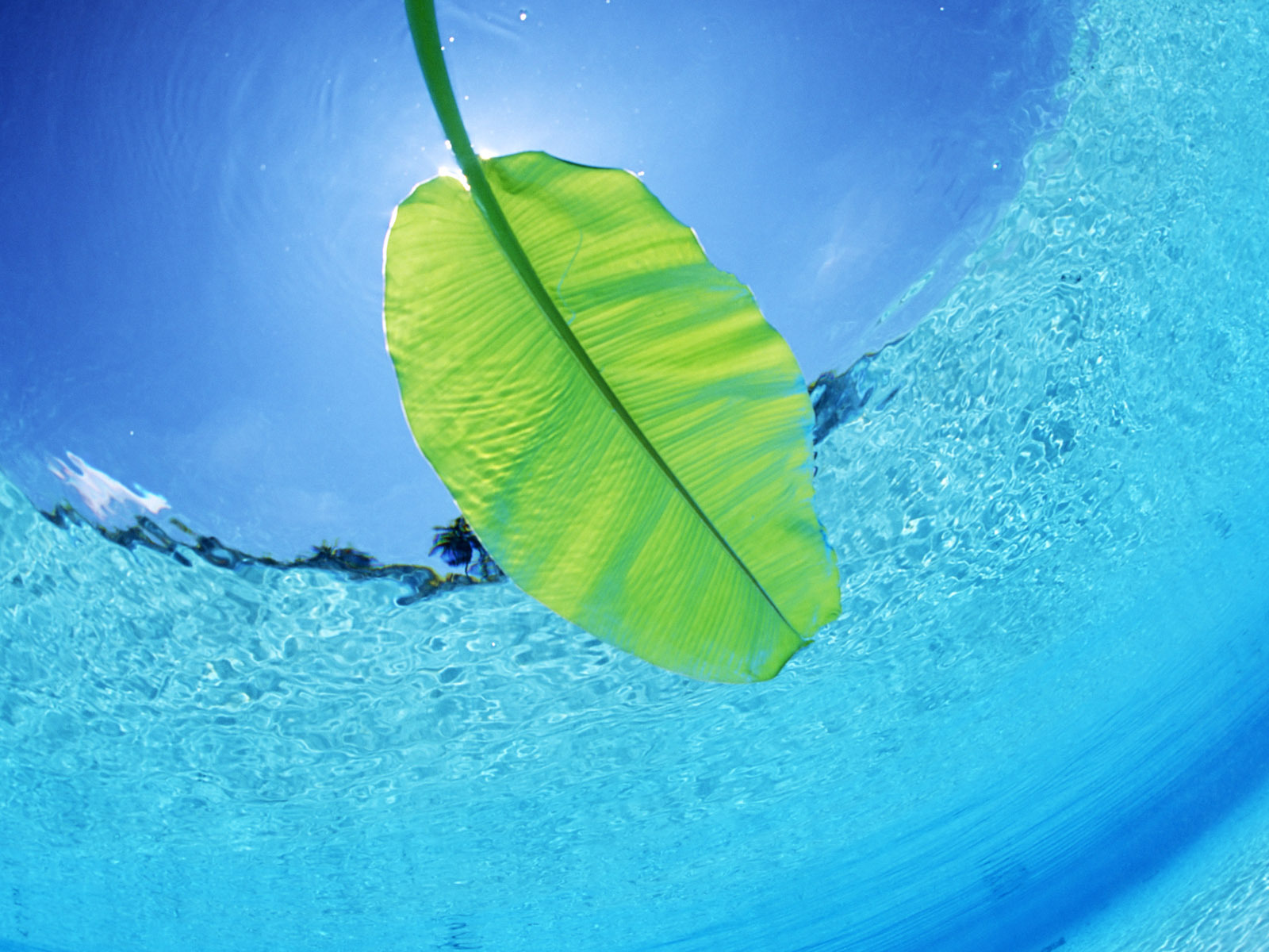 Листок на воде