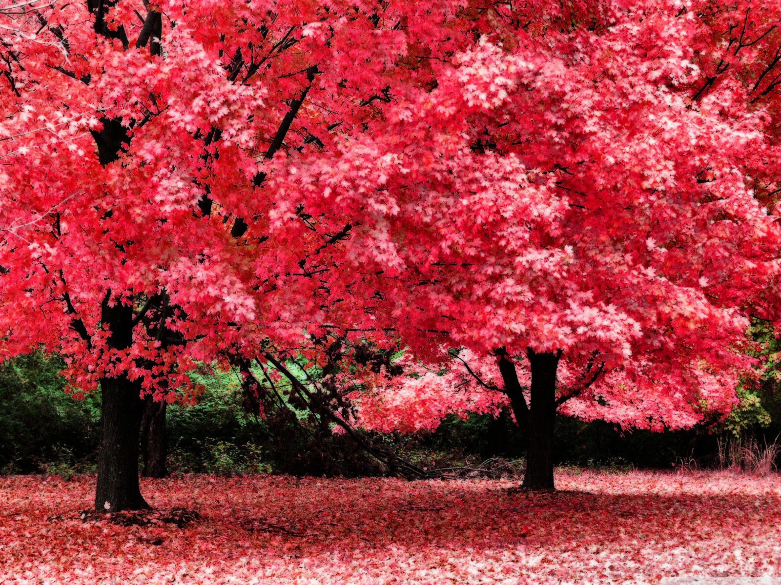 Pink autumn foliage