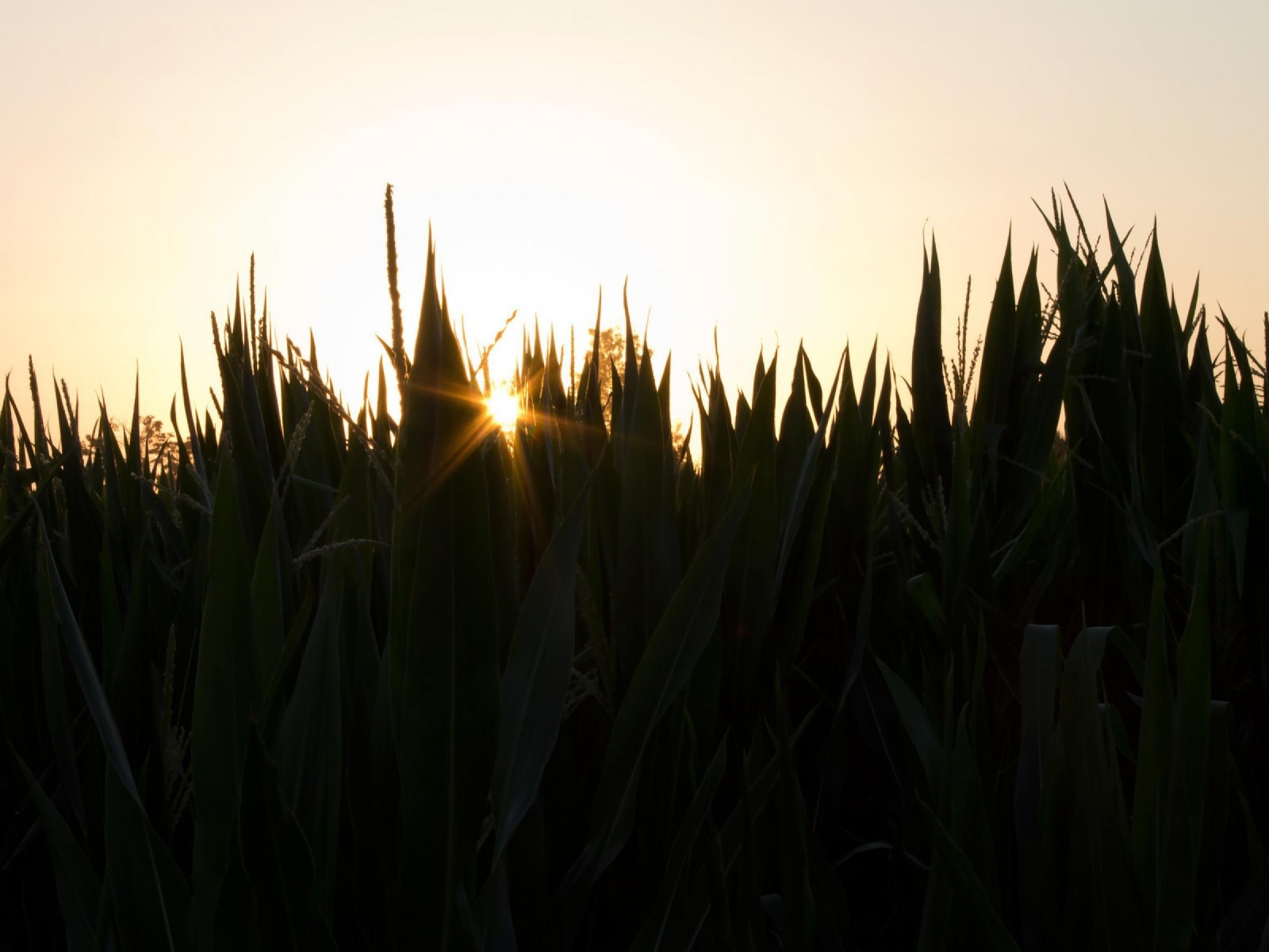 Вечерняя заря