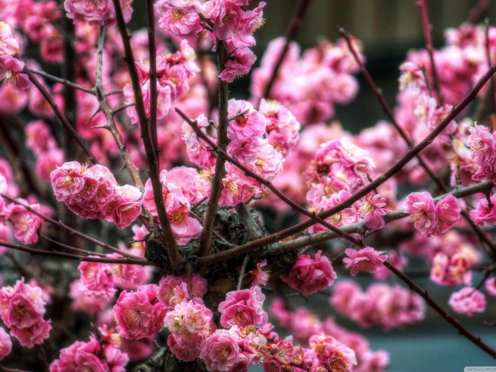 Цветы сакуры