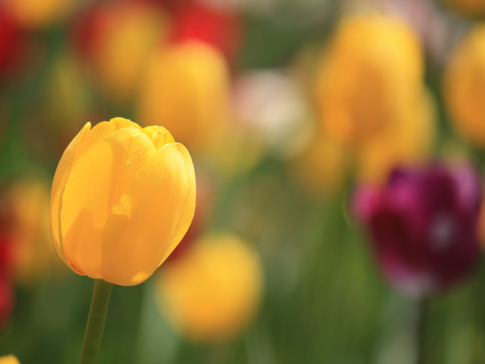 Желтый тюльпан