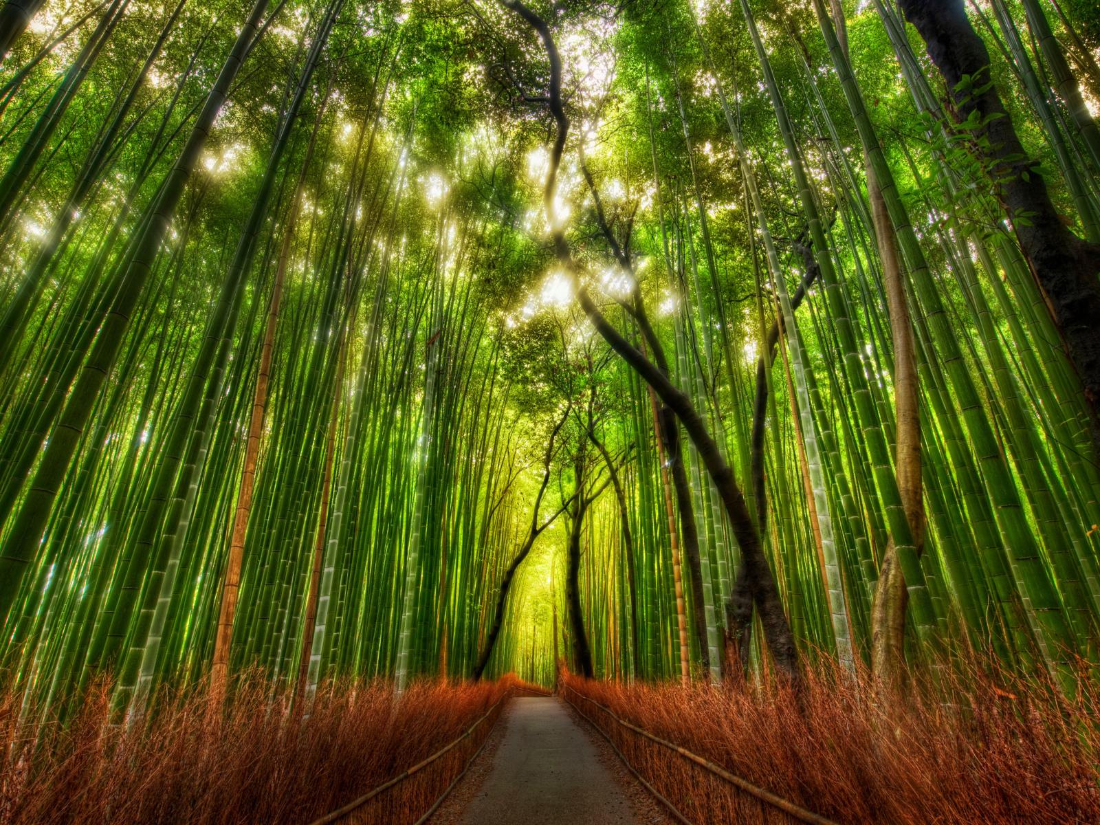 Бамбуковая чаща