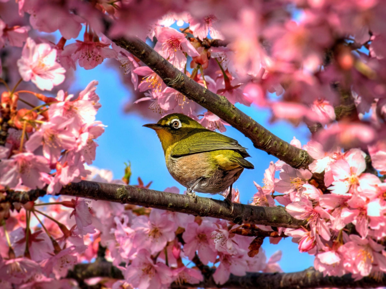 Птичка в сакуре