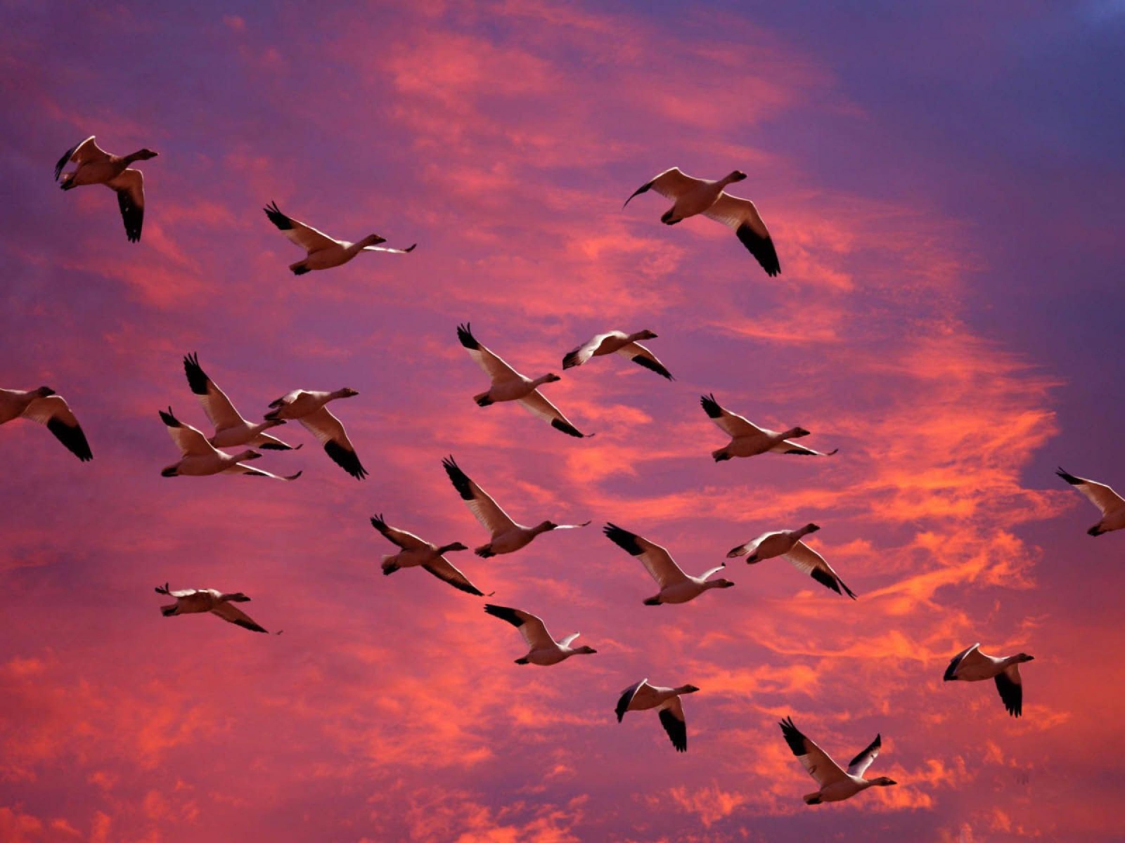 Птицы летят в теплые края