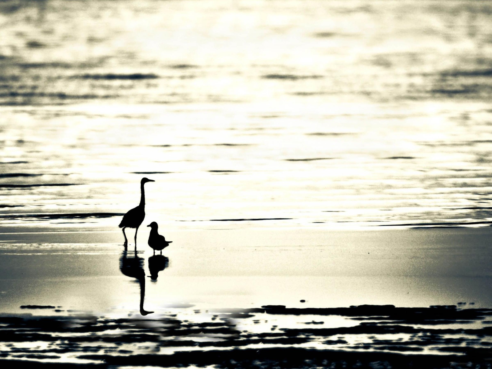 Птицы на пляже