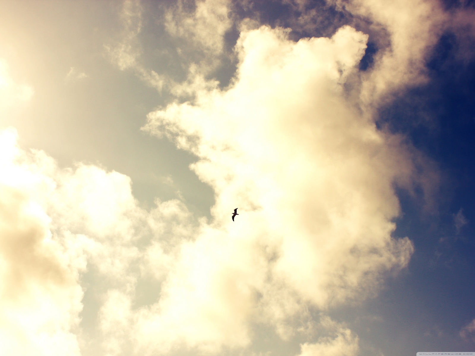 Одинокая птица в небе