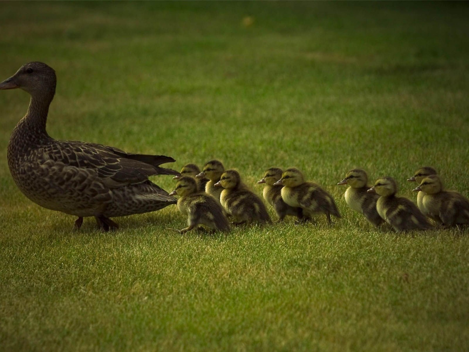 Мама утка и утята