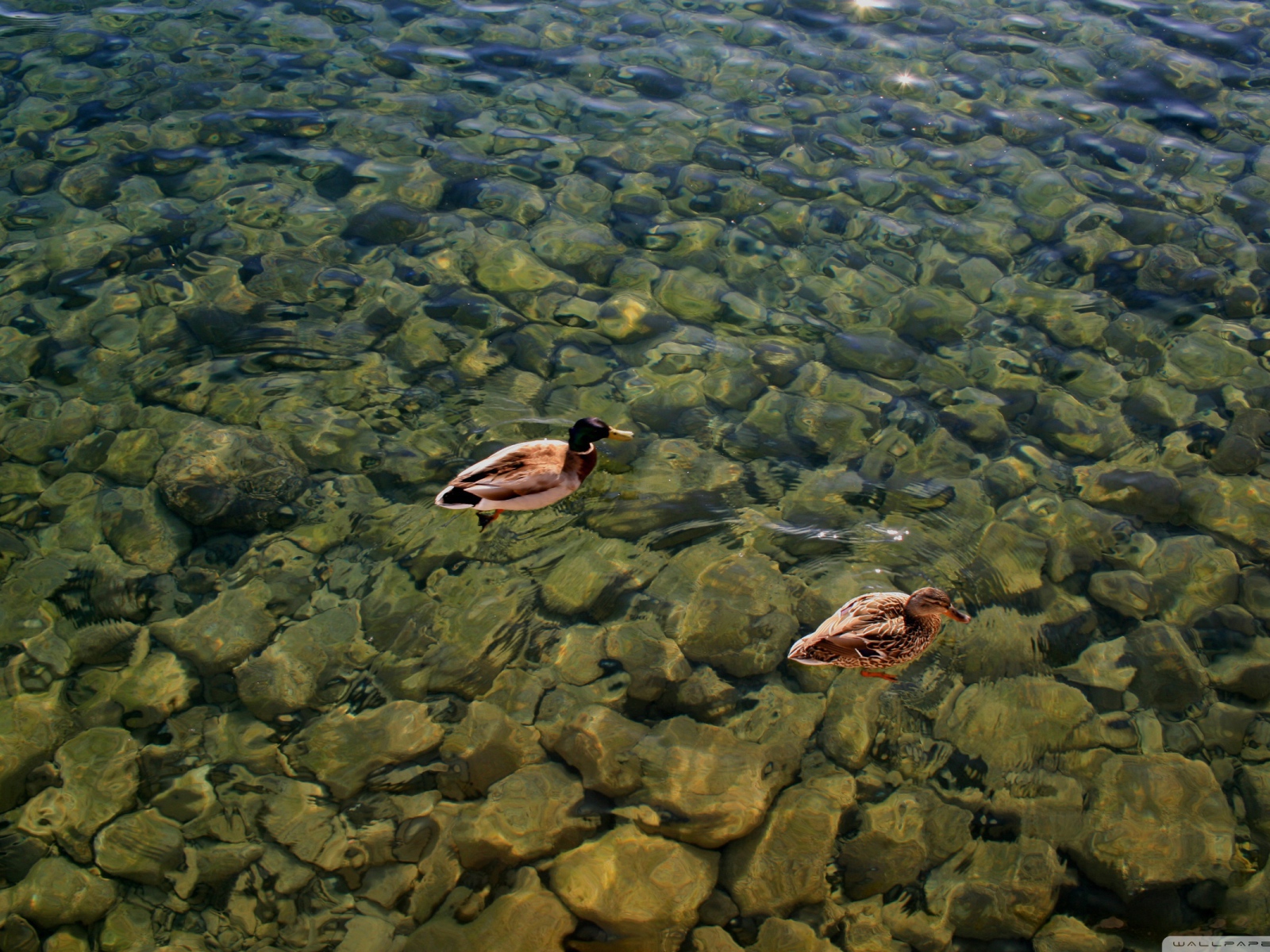 Дикие утки на воде