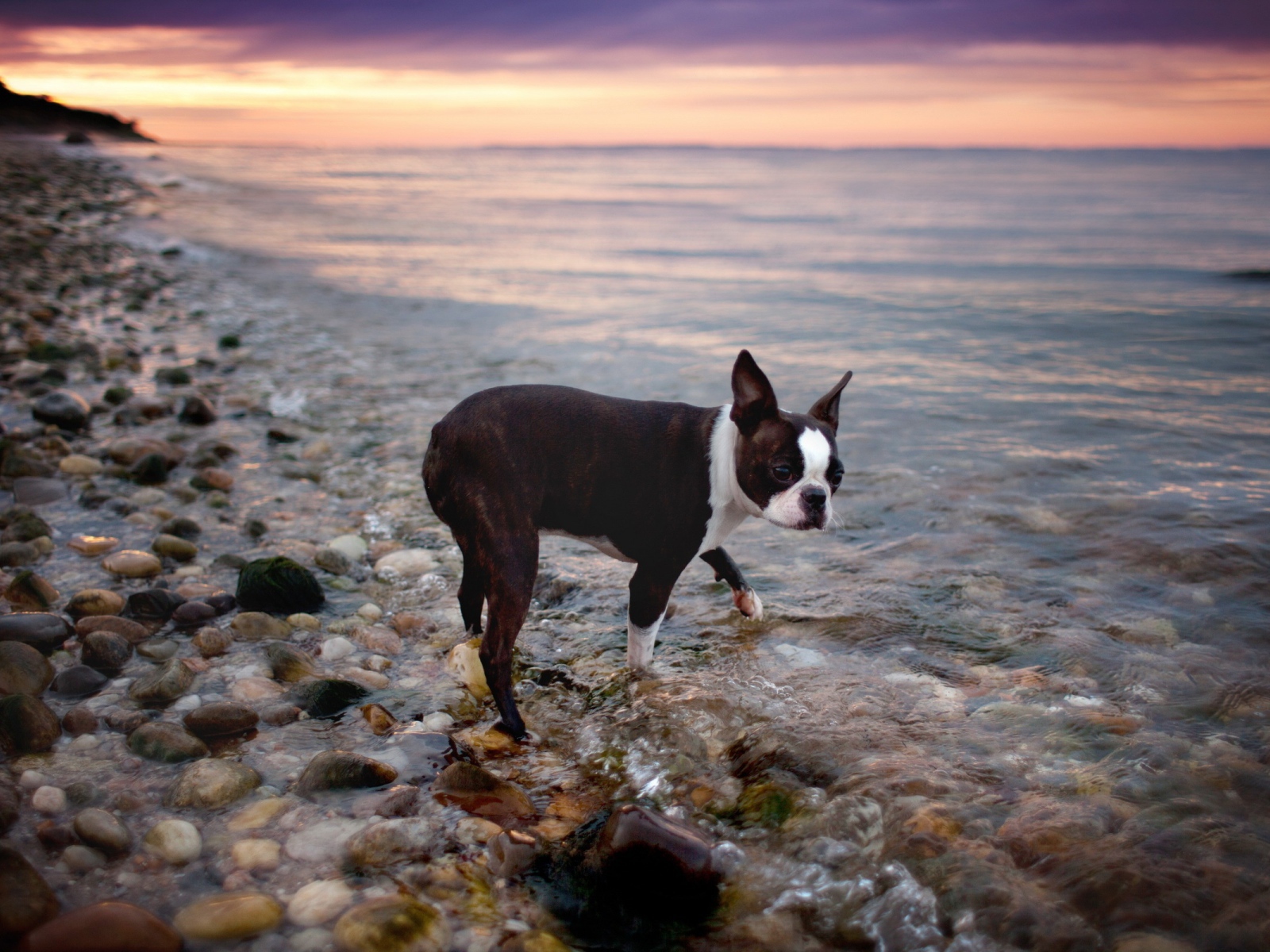 Черный пес у моря