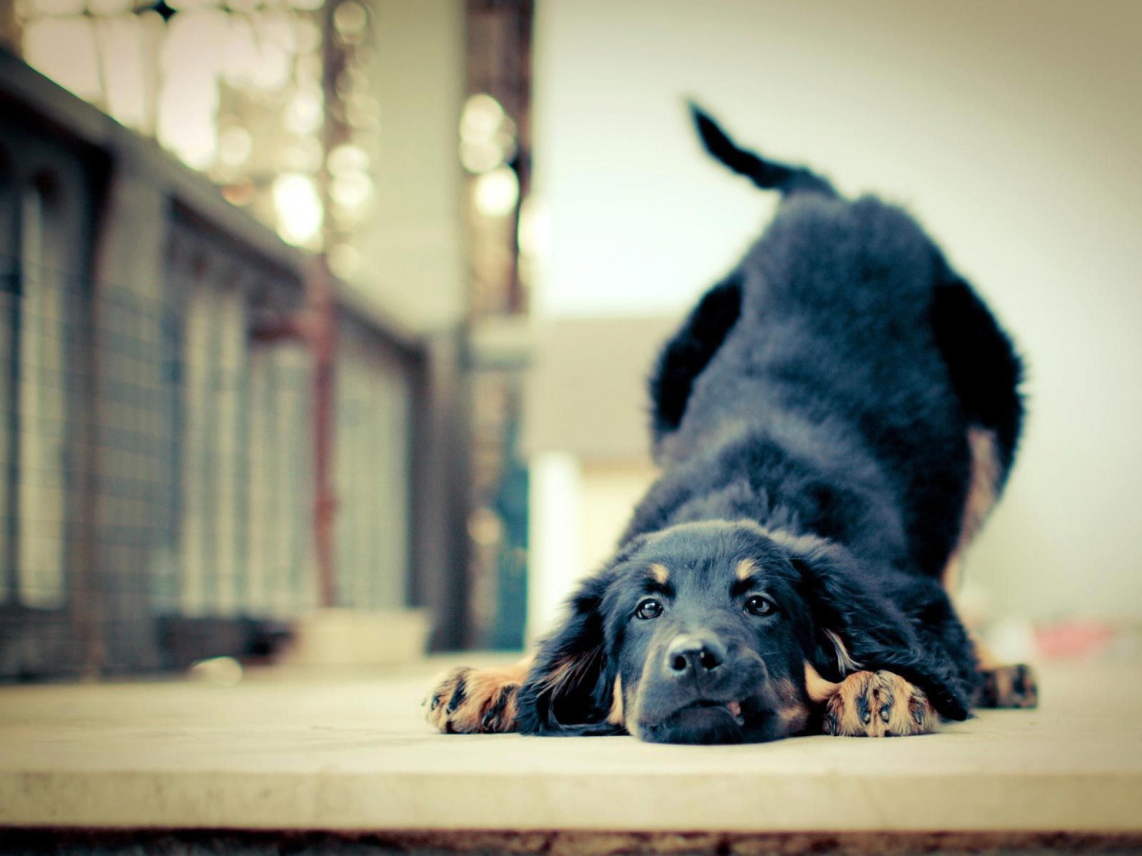 Игривая собака