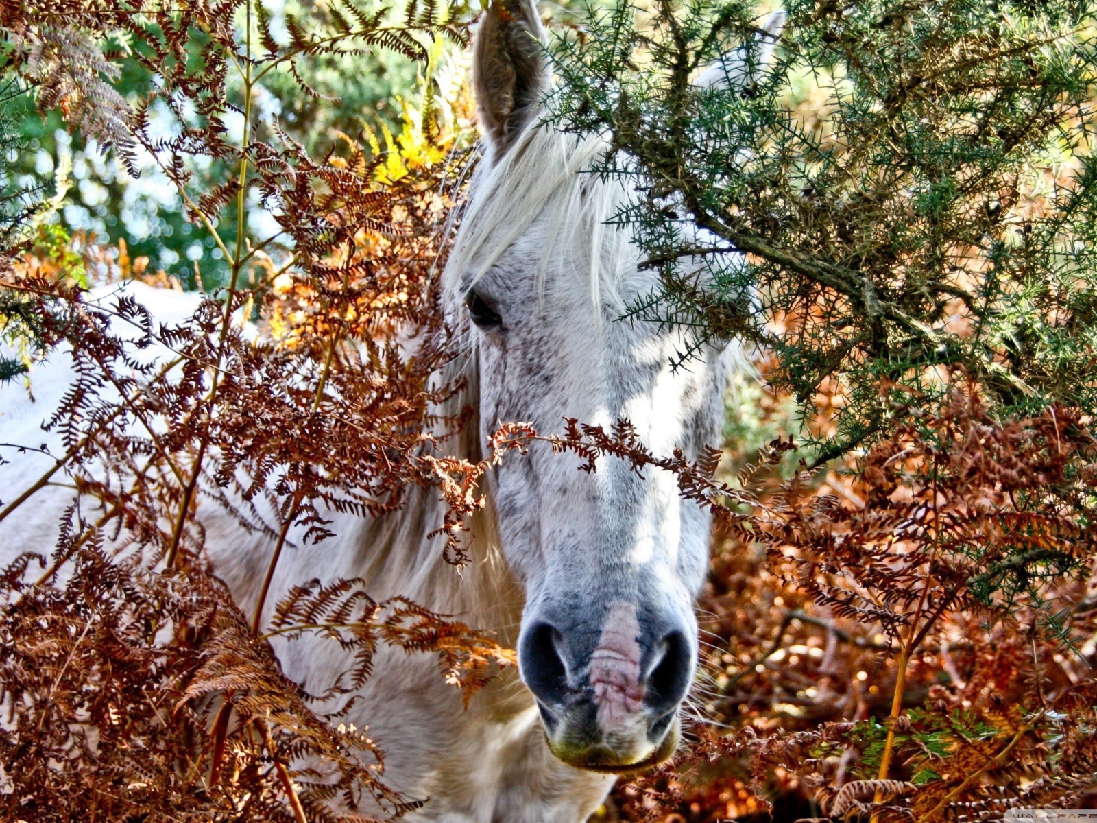 Дикая лошадь