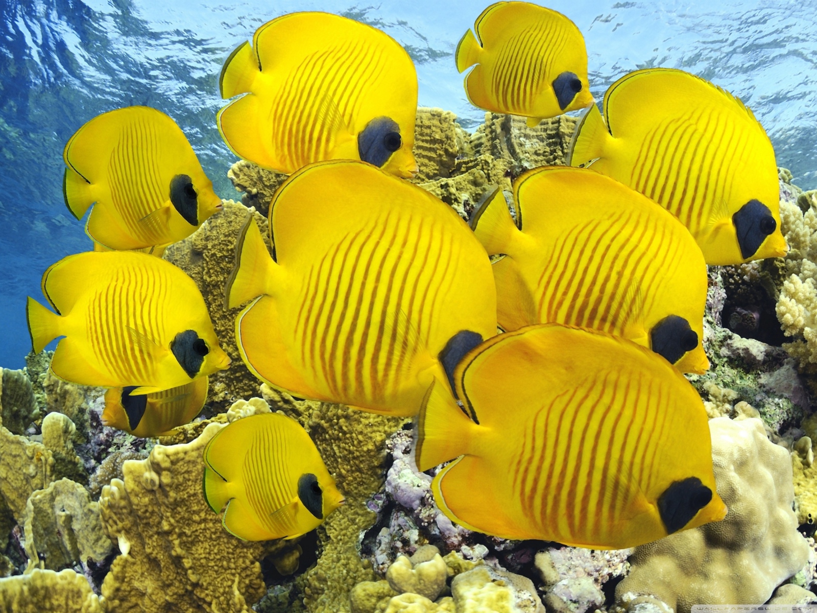 Мир под водой