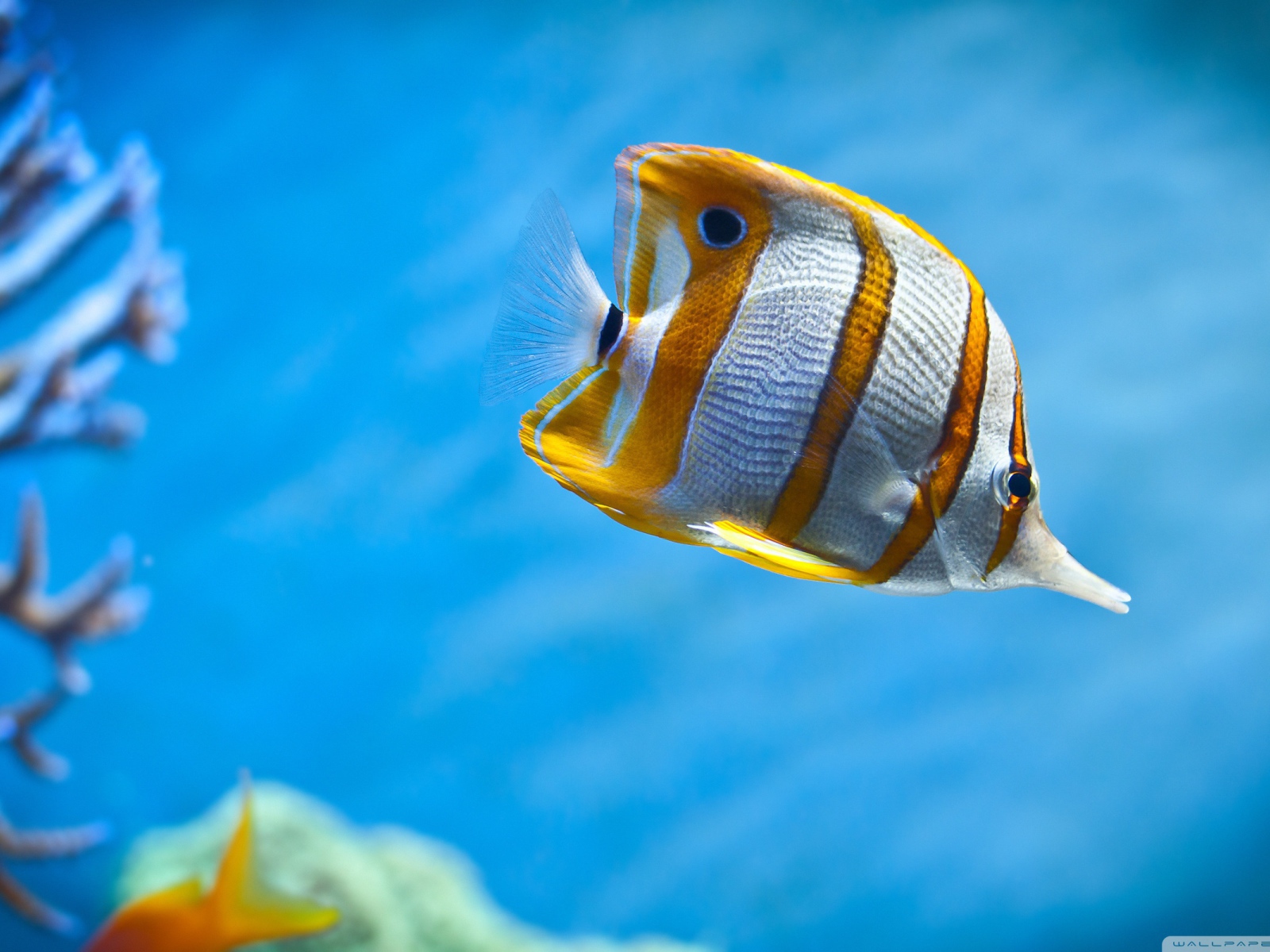 Тропическая рыбка