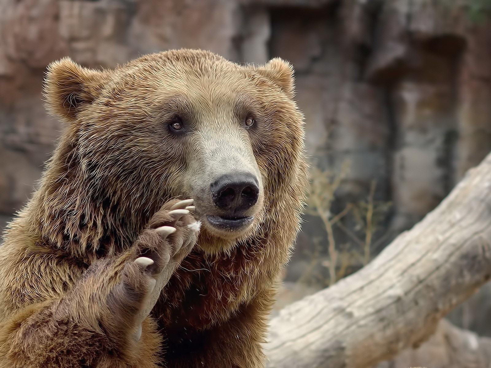 Медведь машет лапой