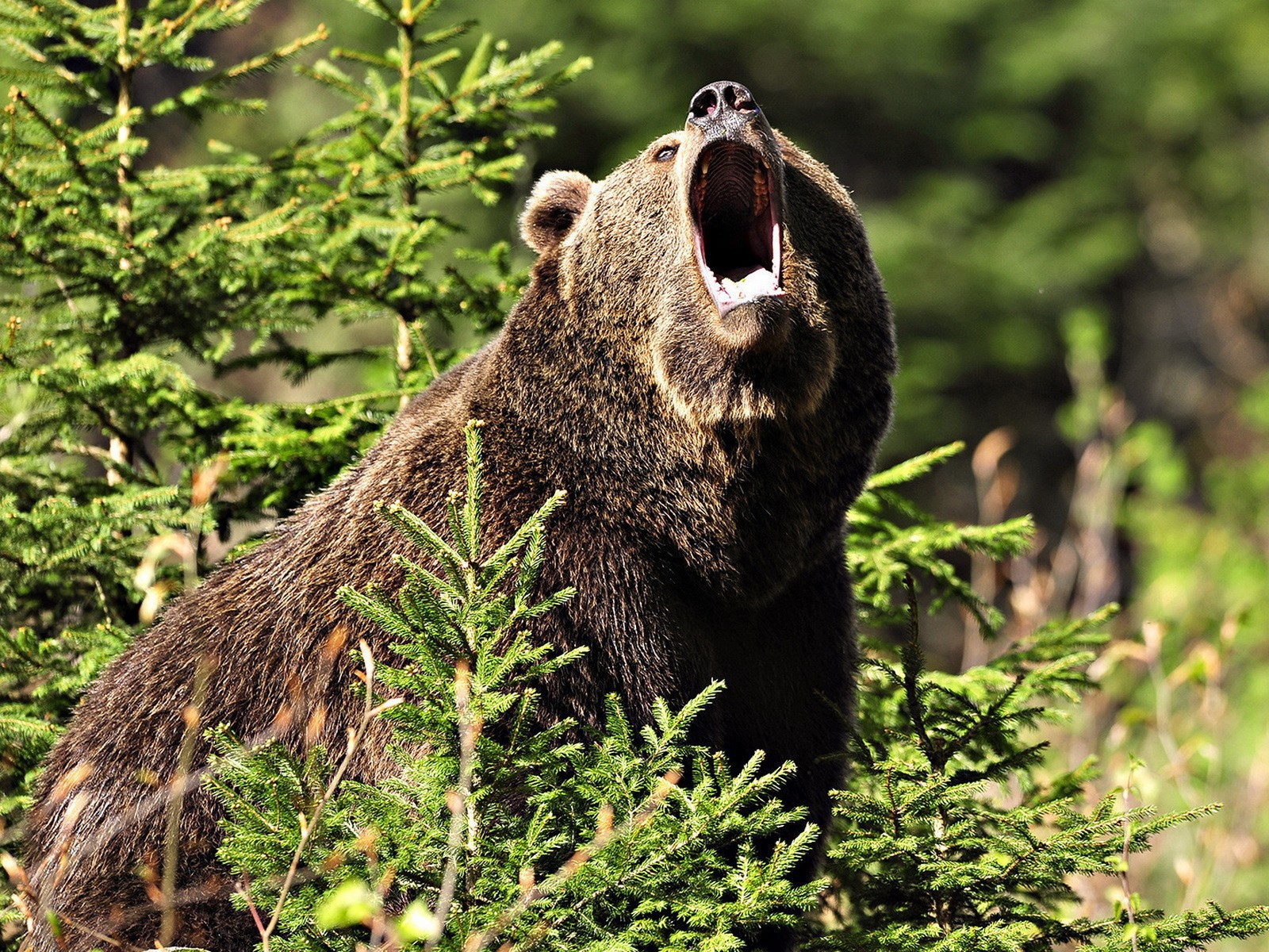 Медведь открыл пасть
