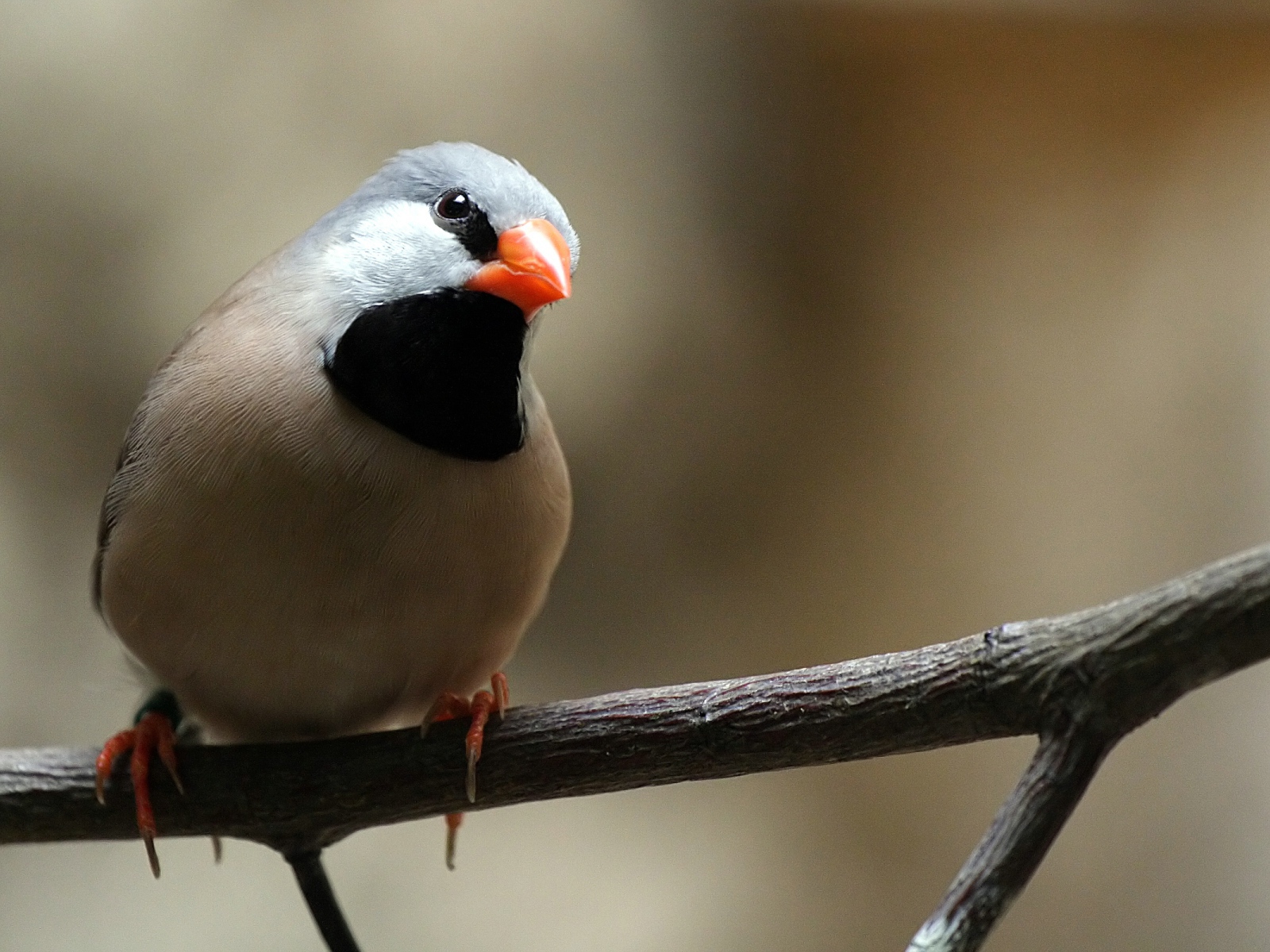 Птица с оранжевым клювом