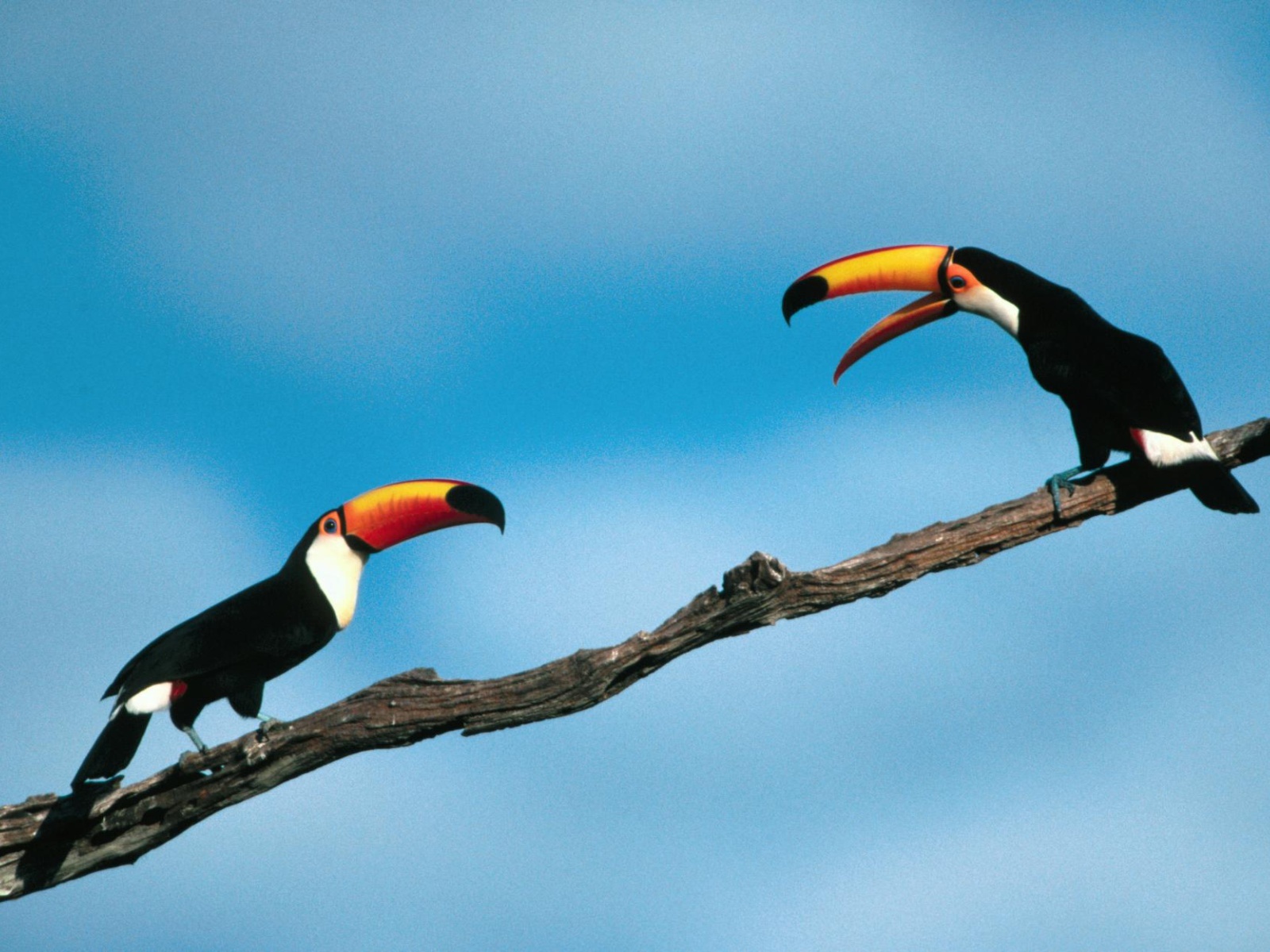Птицы туканы сидят на ветке