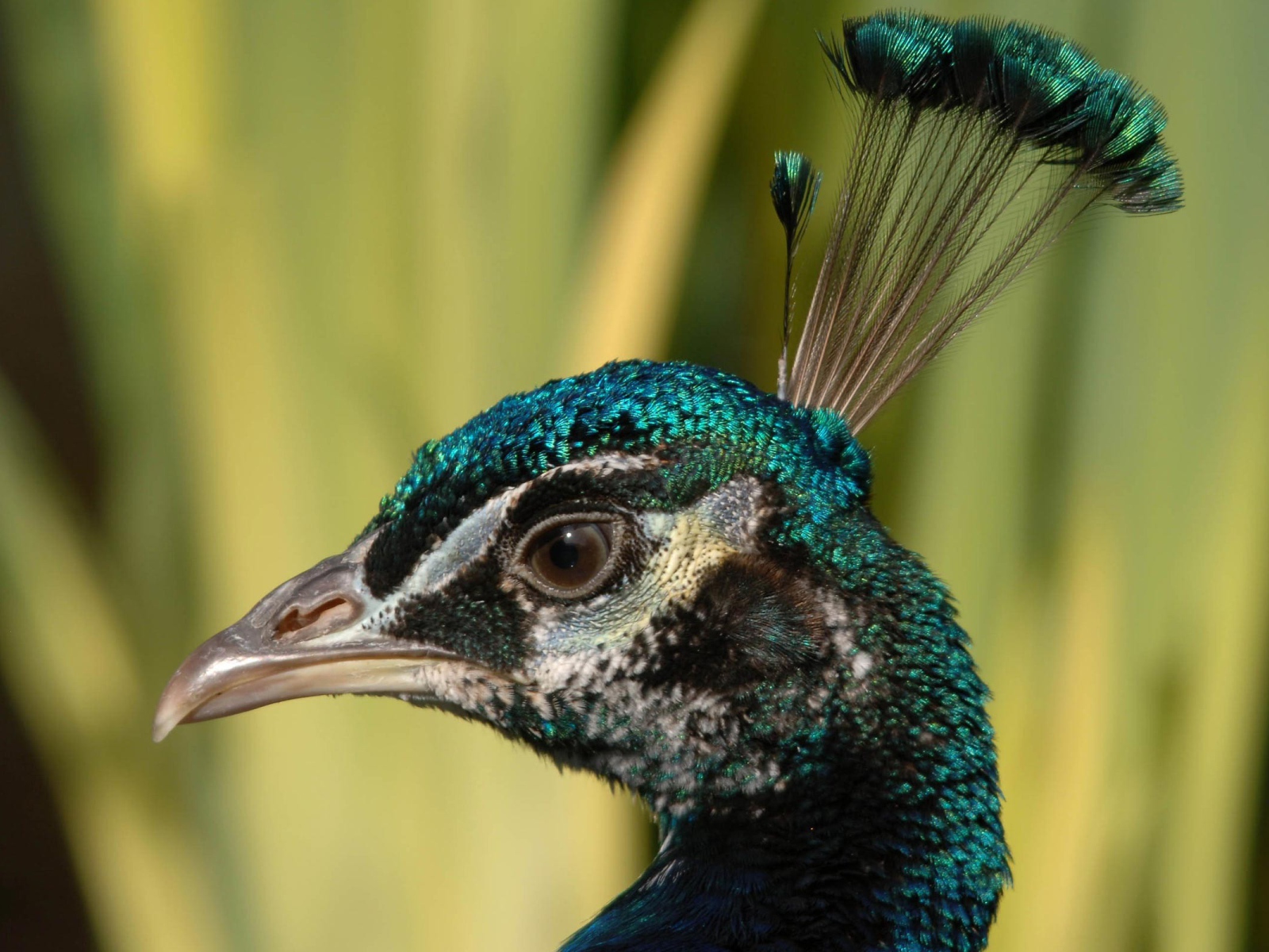 Взгляд павлина