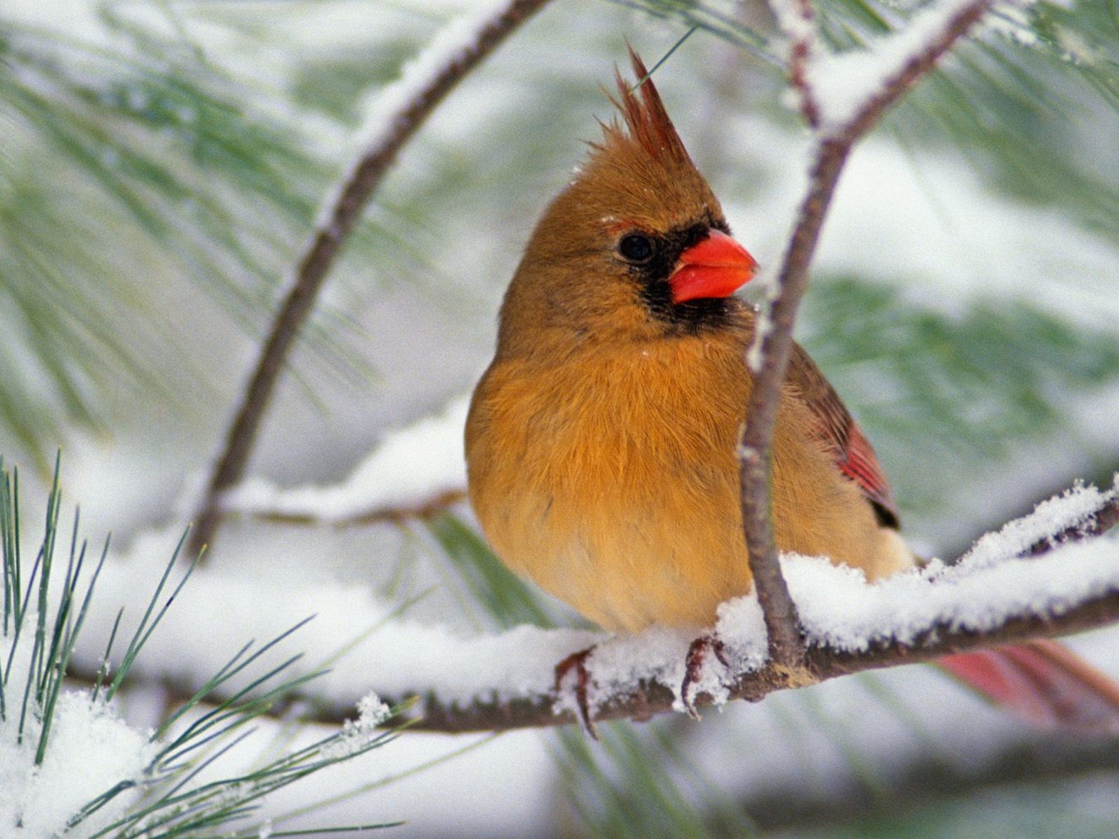 Северная птичка