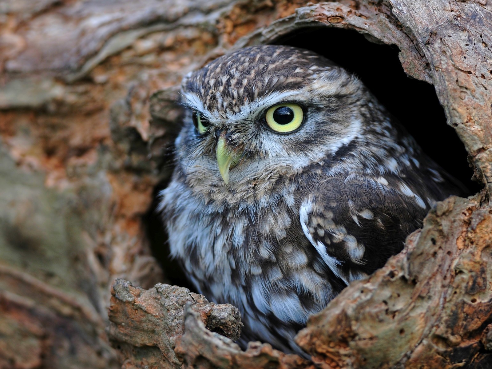 Сова сидит в дупле
