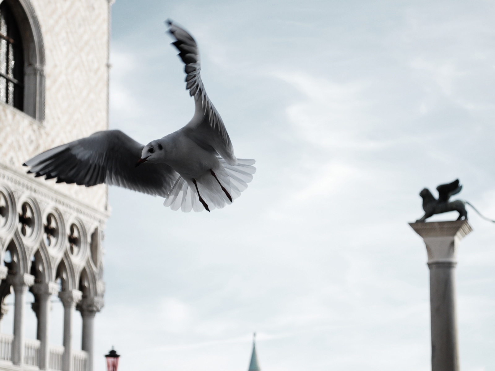 Чайка в полете по городу