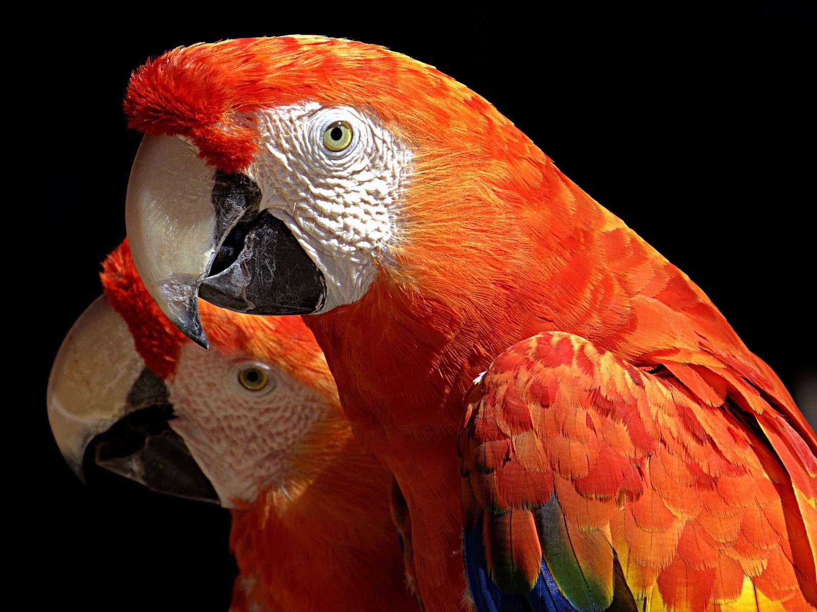 Пара какаду