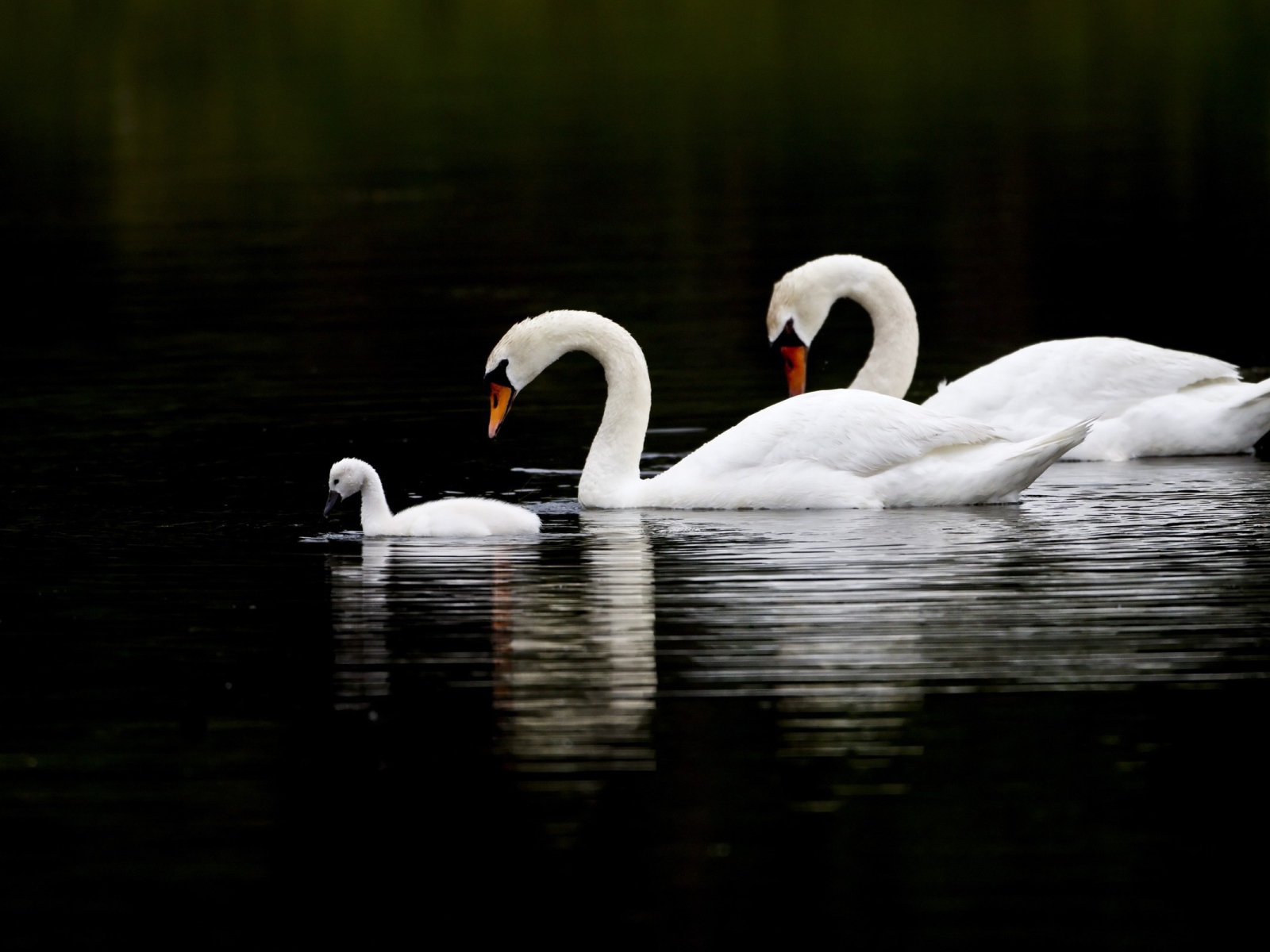 	 Family Swan