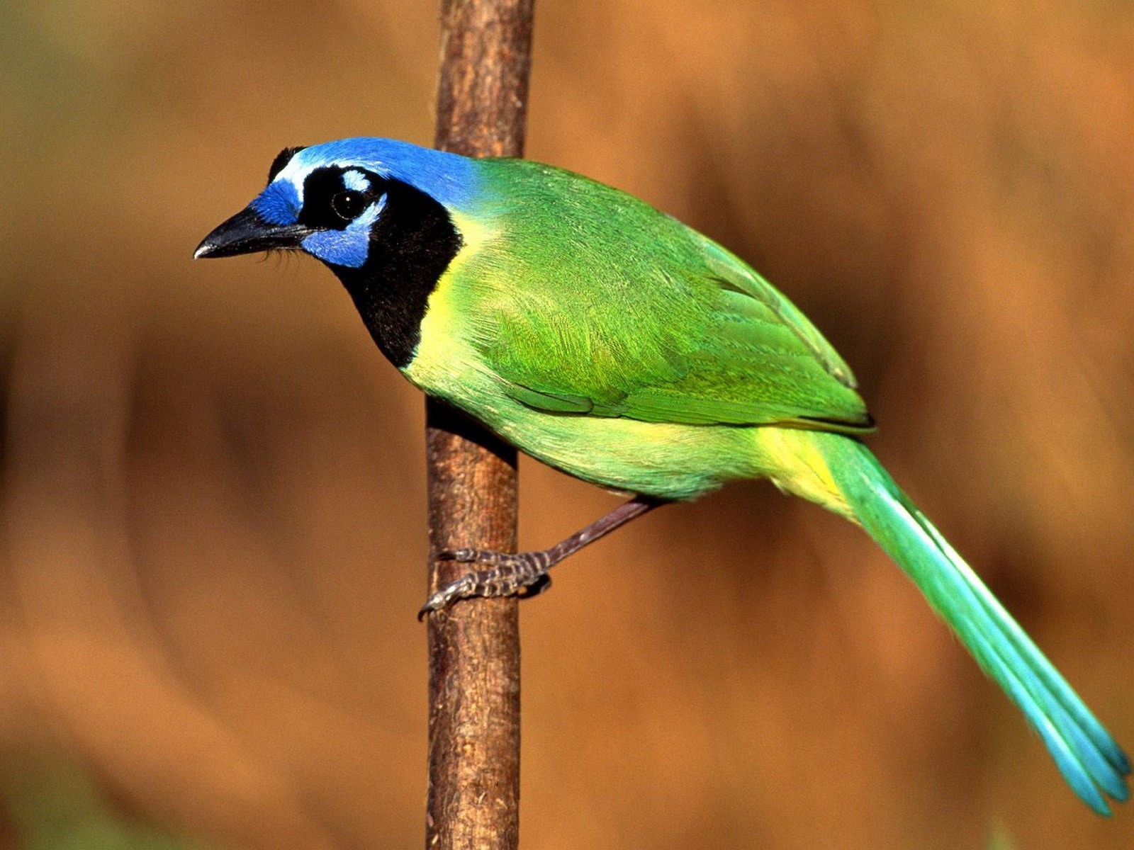 Птица Сойка