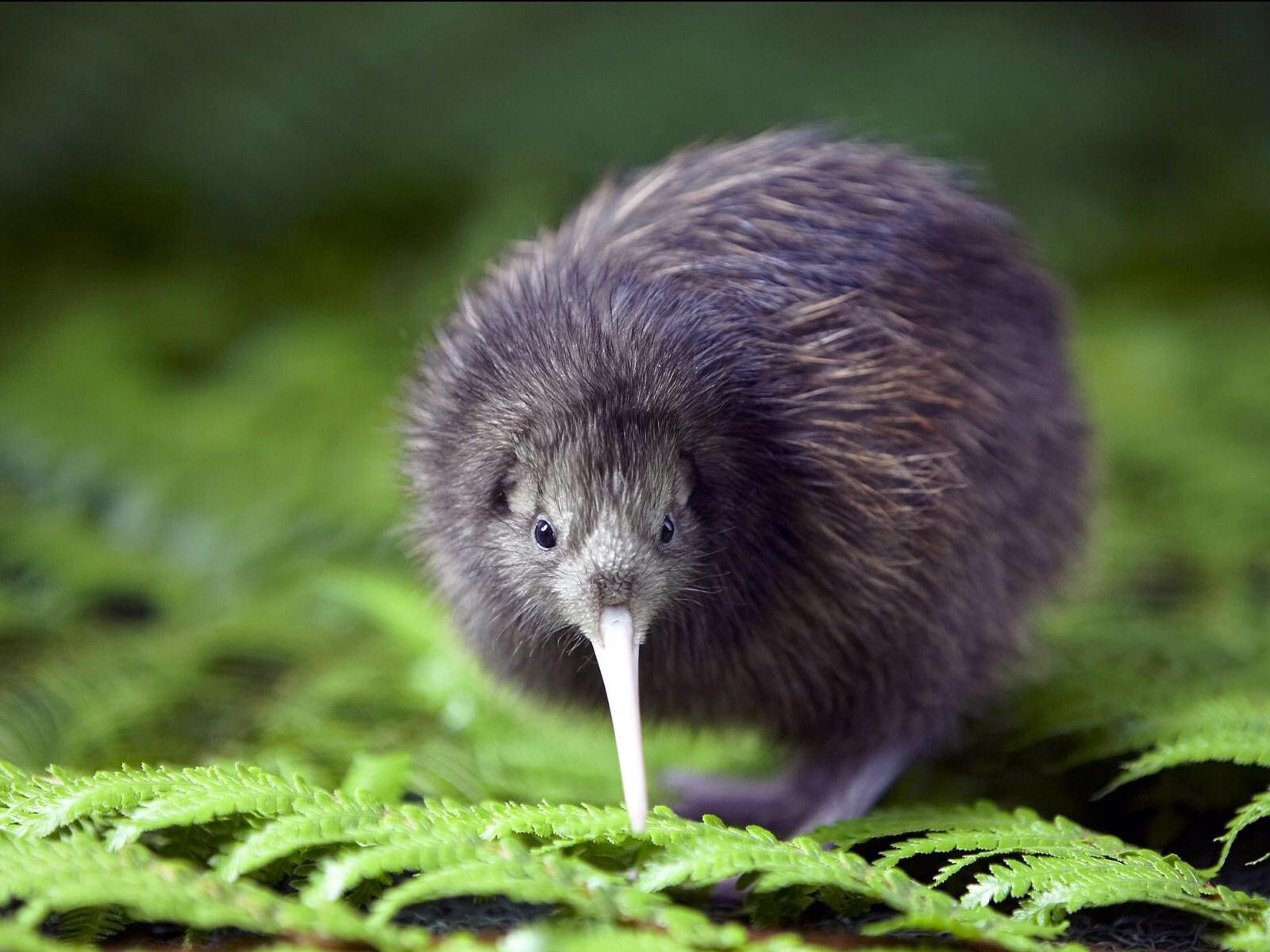 Птенец птицы киви