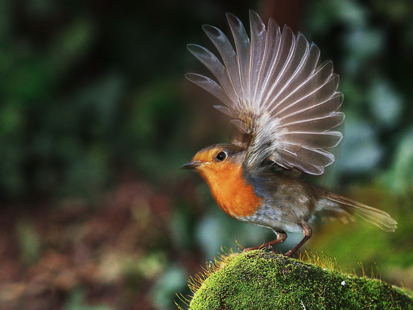 Птичка взлетает