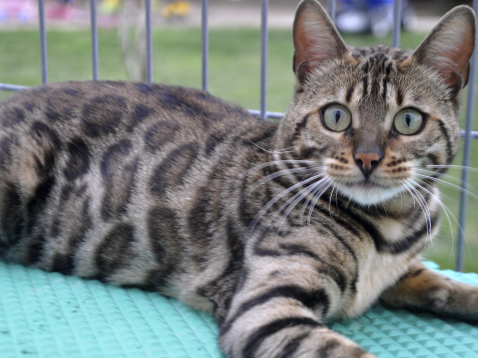 Красивый серебристый бенгальский кот