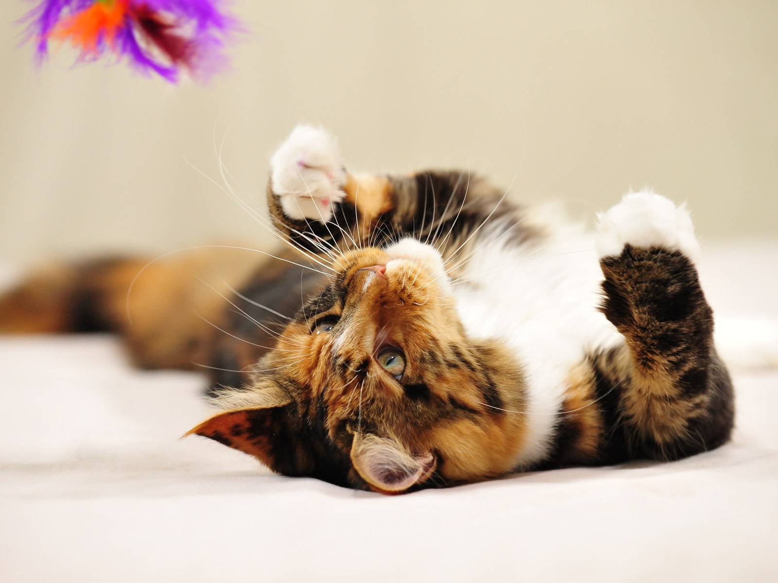 Молодой кот мейн-кун лёжа играет 