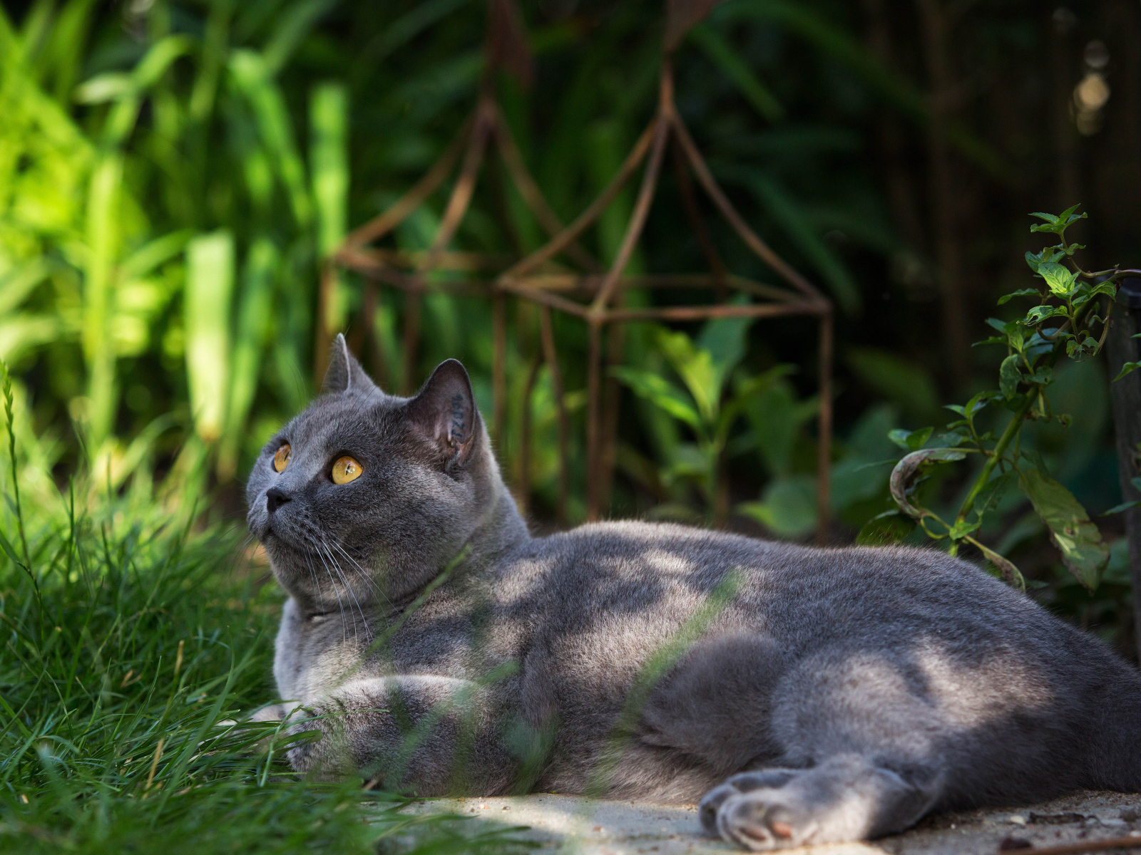 Beautiful British cat on grass