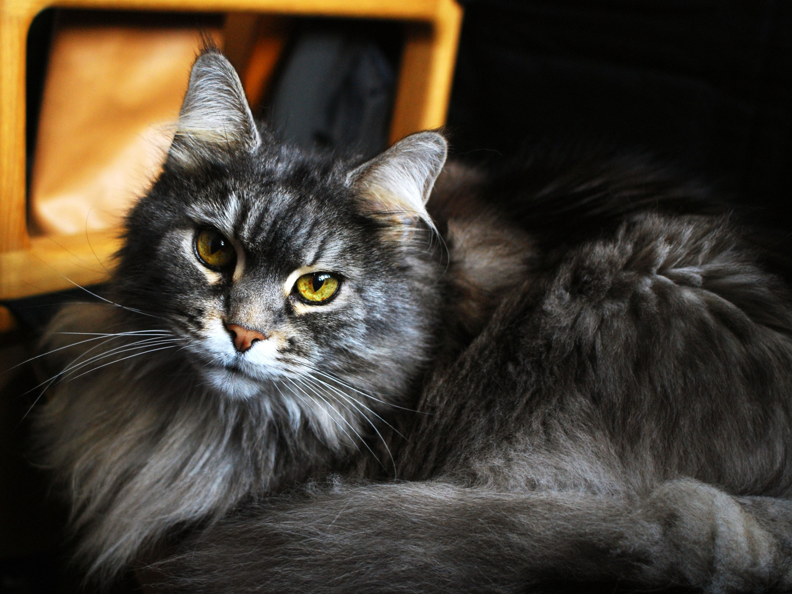 Beautiful Maine Coon cat with green eyes