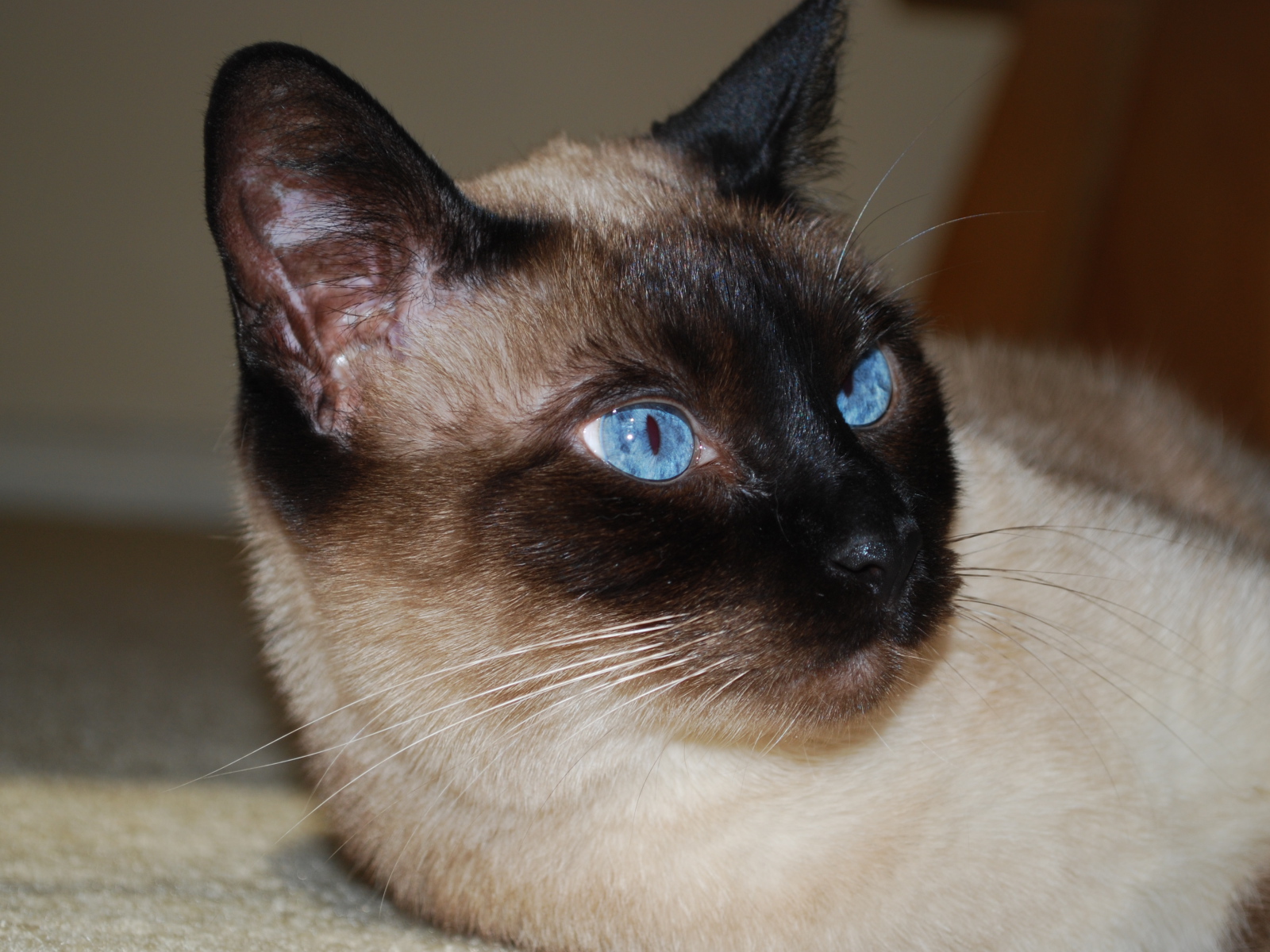 Красивый сиамский кот отдыхает