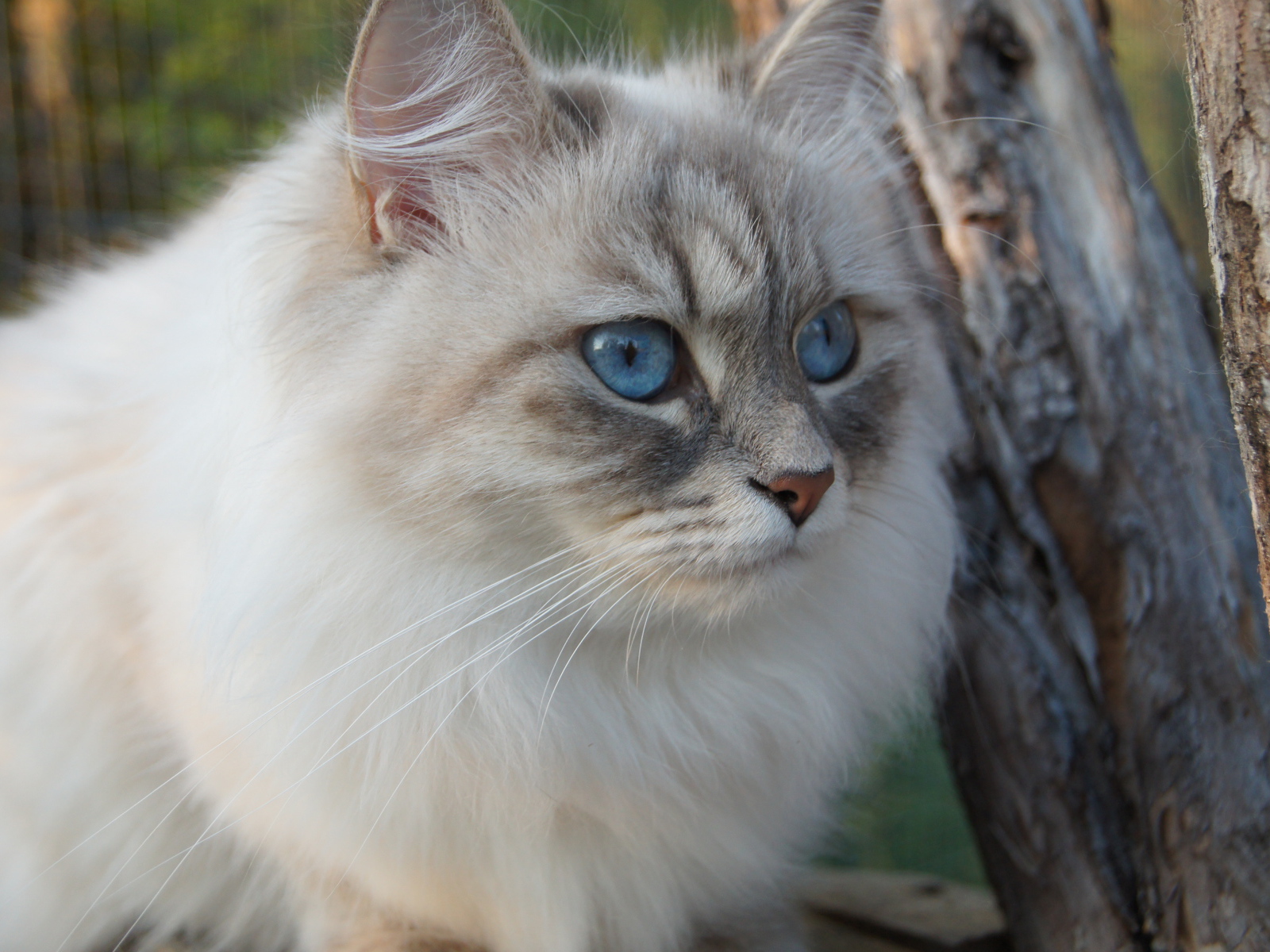 Beautiful Siberian cat among the trees