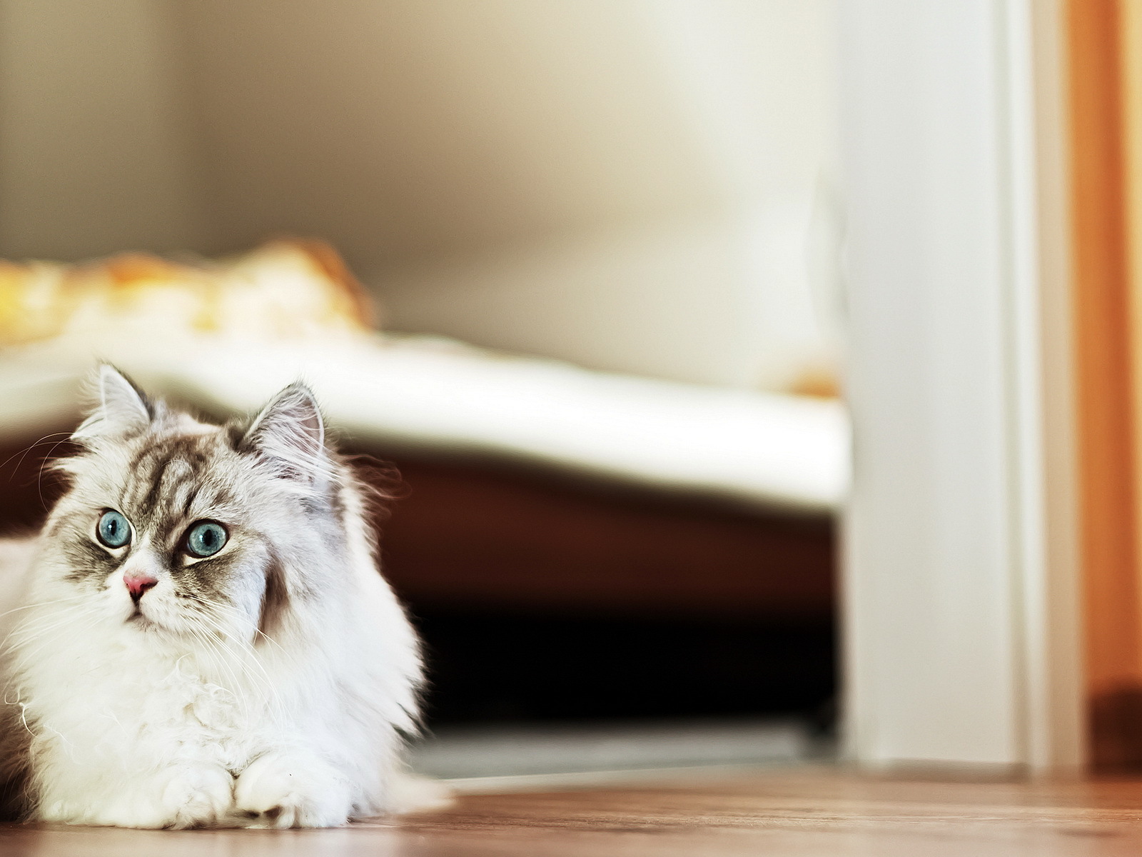 Пушистый красивый кот удивлённо смотрит