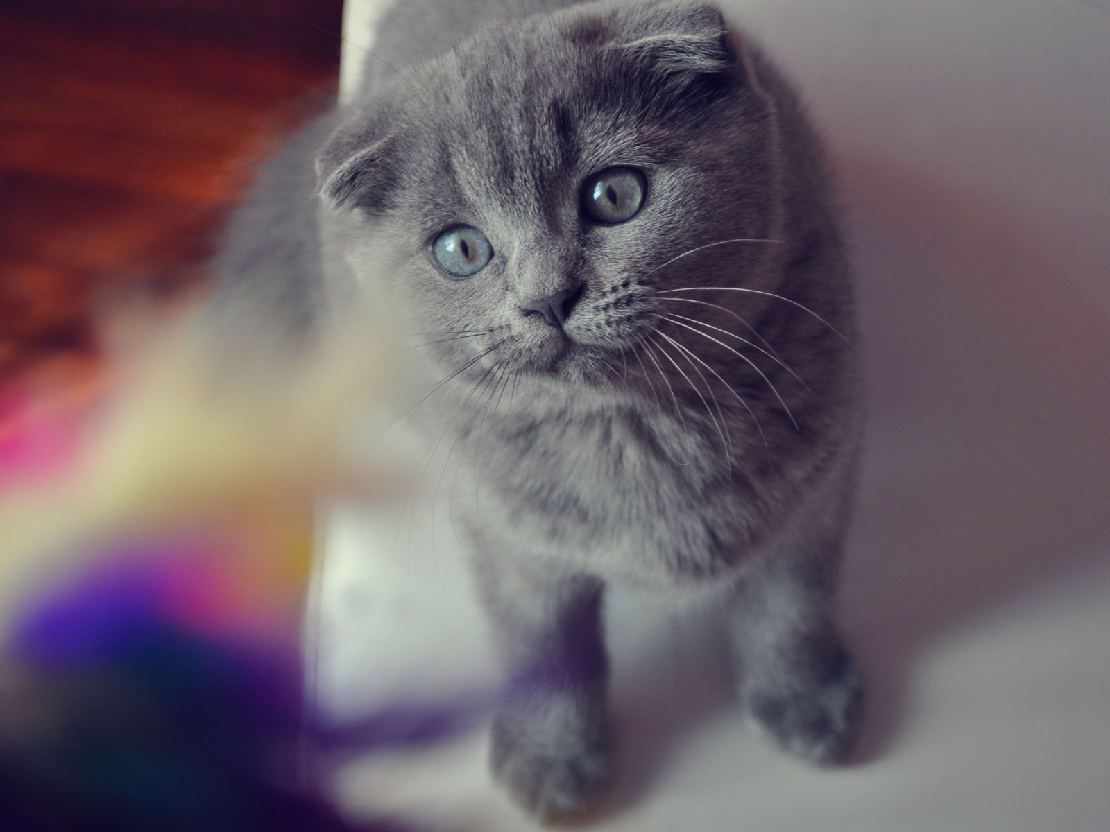 Красивый серый шотландский вислоухий кот с серыми глазами