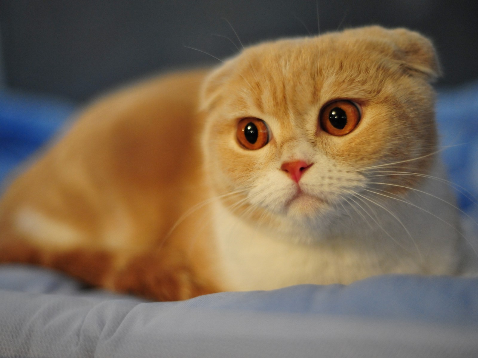 Красивый вислоухий рыжий кот