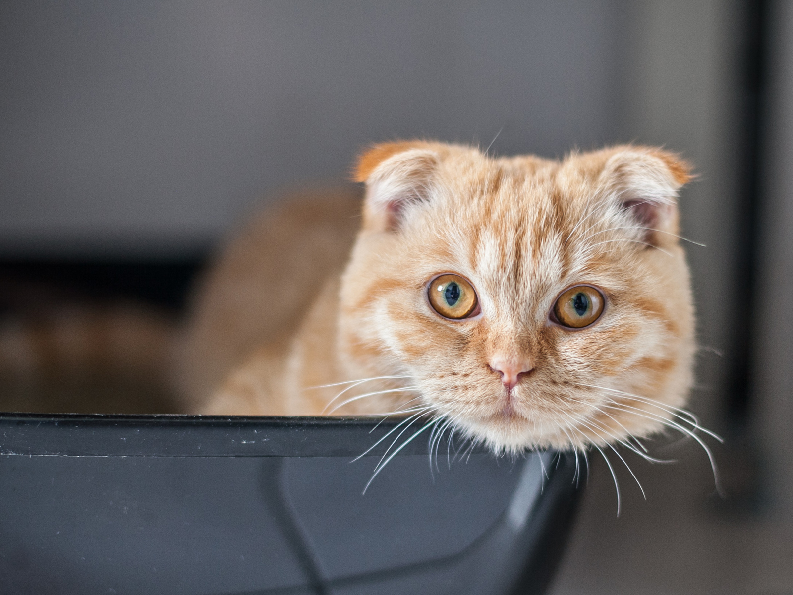 Рыжий красивый шотландский вислоухий кот