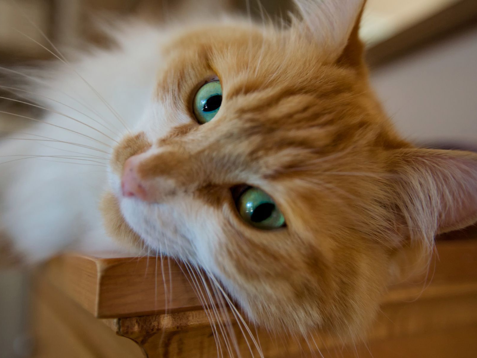 Красивый рыжий зеленоглазый кот мейн-кун крупным планом