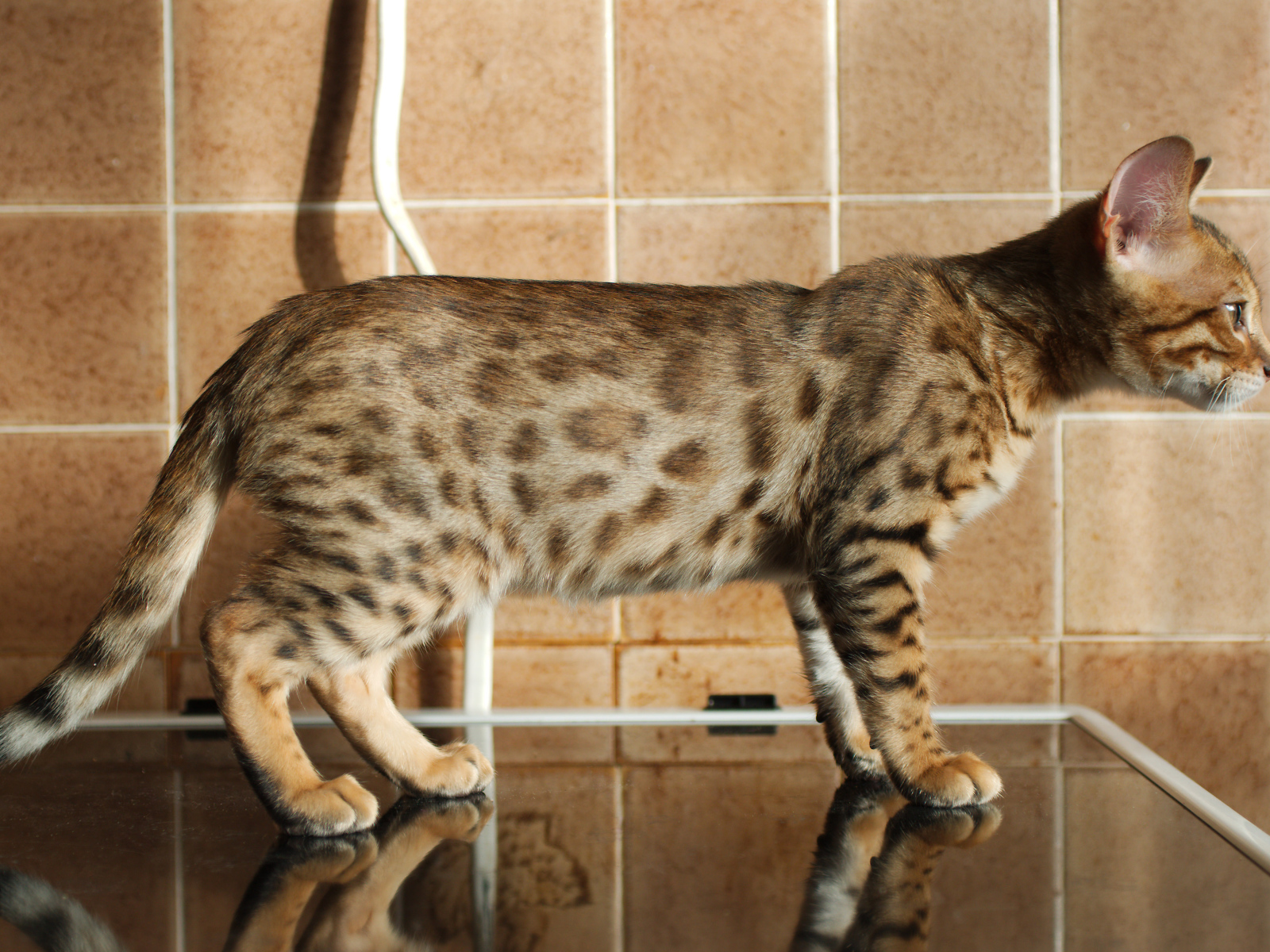 Бенгальский кот задумался